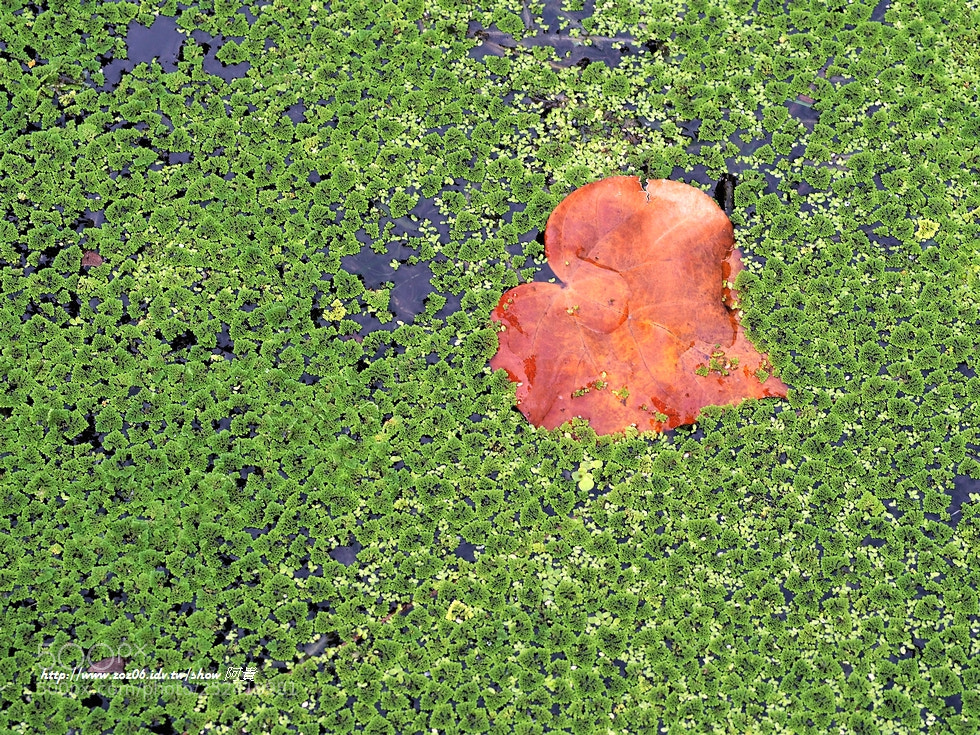 Olympus OM-D E-M5 II sample photo. Flooded  heart photography