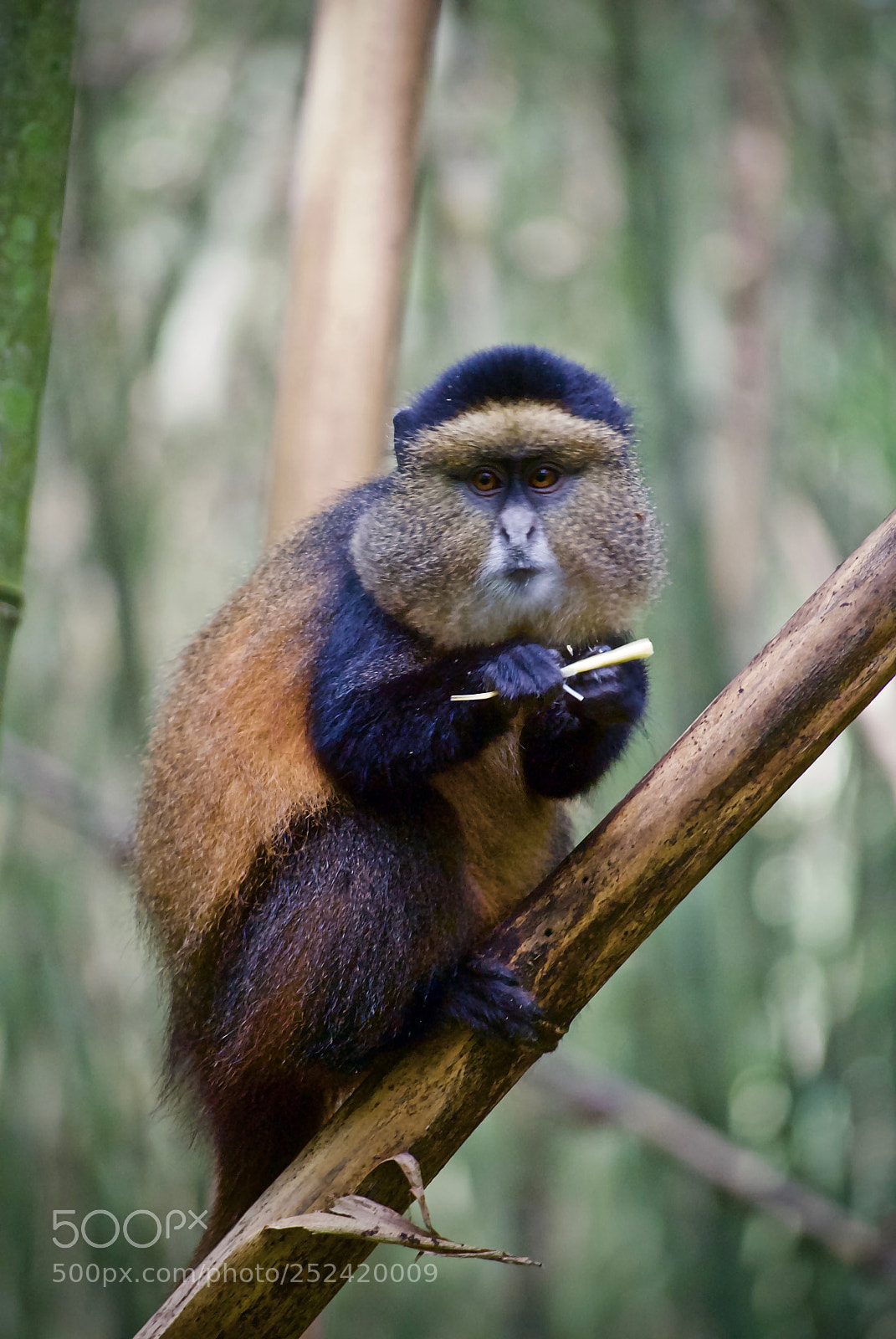 Nikon D60 sample photo. Golden monkey munch photography