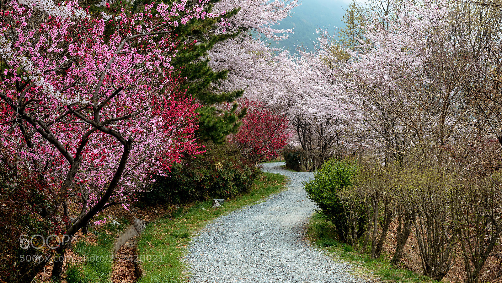 Nikon D800 sample photo. Dream road photography