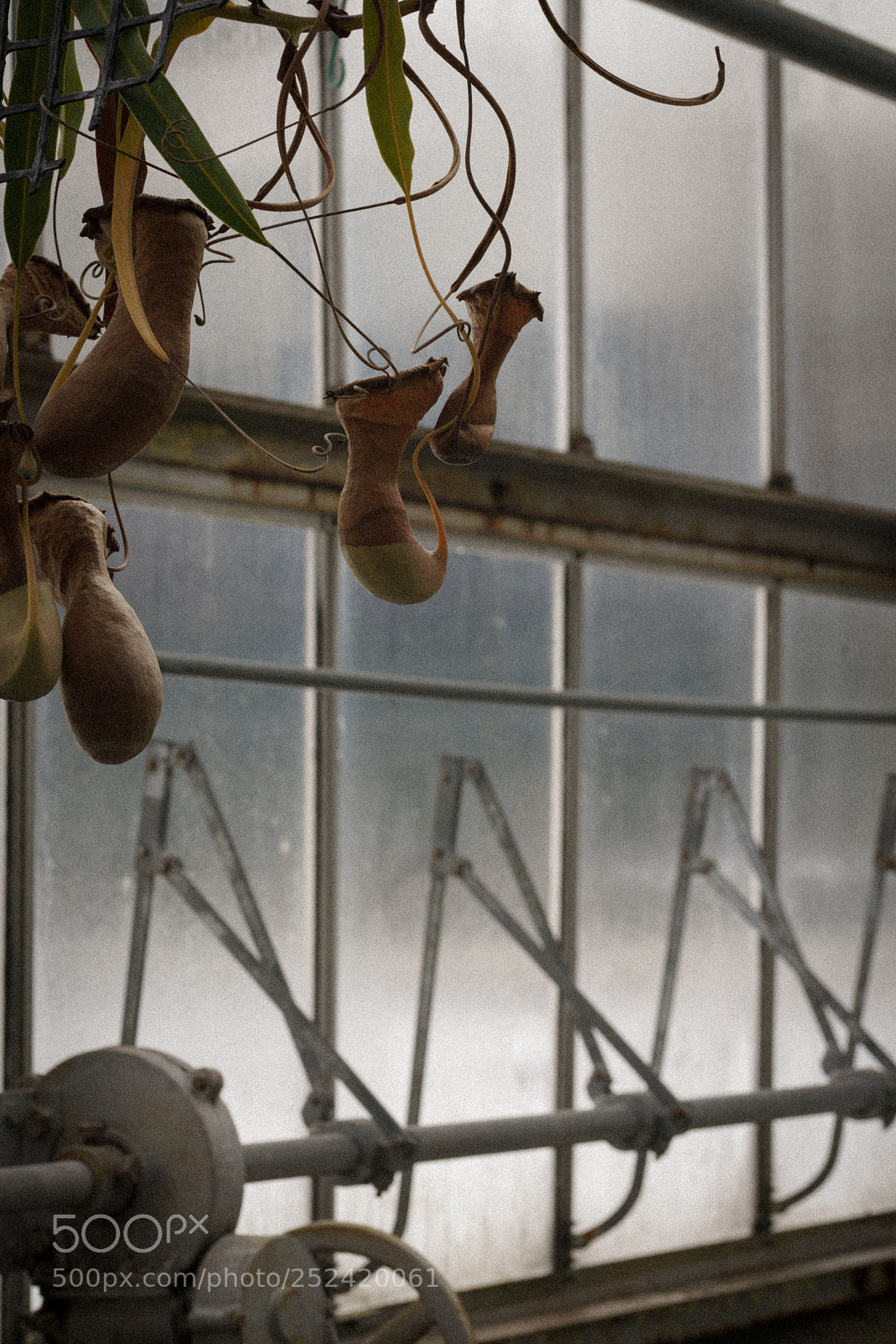 Sony a7R III sample photo. Nepenthes photography