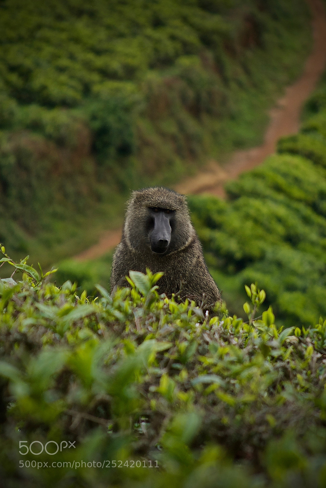 Nikon D60 sample photo. Baboon in a tea photography