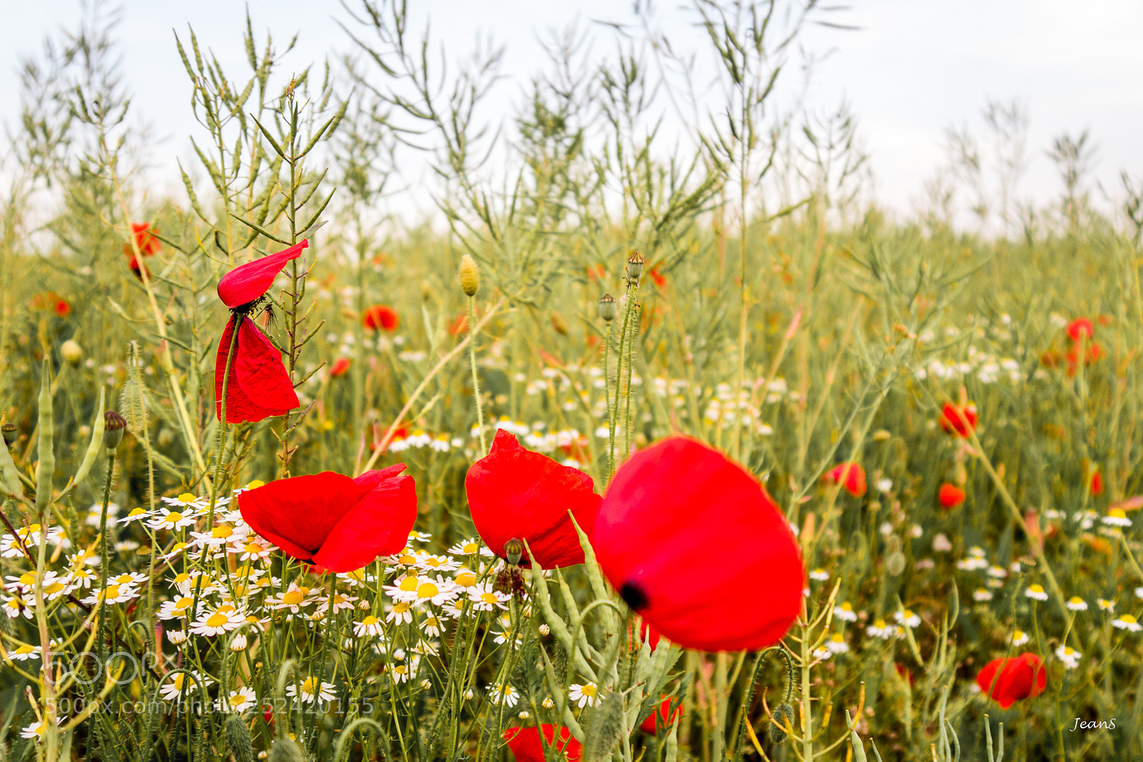 Canon PowerShot G5 X sample photo. Poppies will bloom again photography