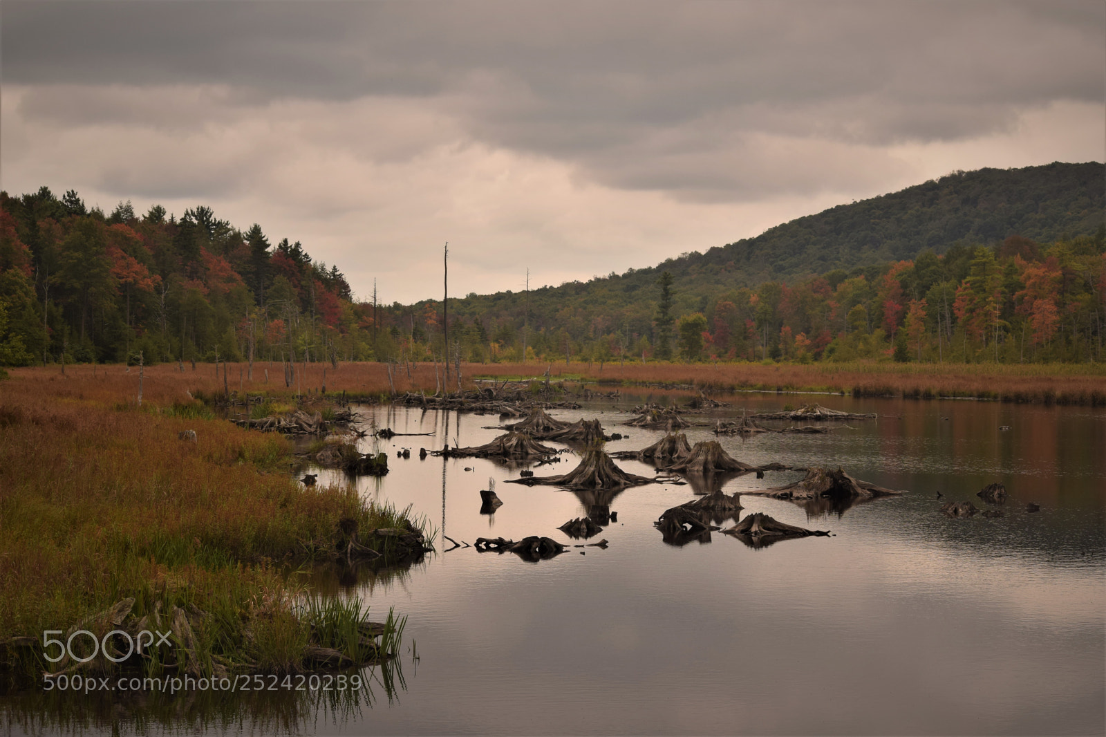Nikon D3300 sample photo. Wolfe swamp photography