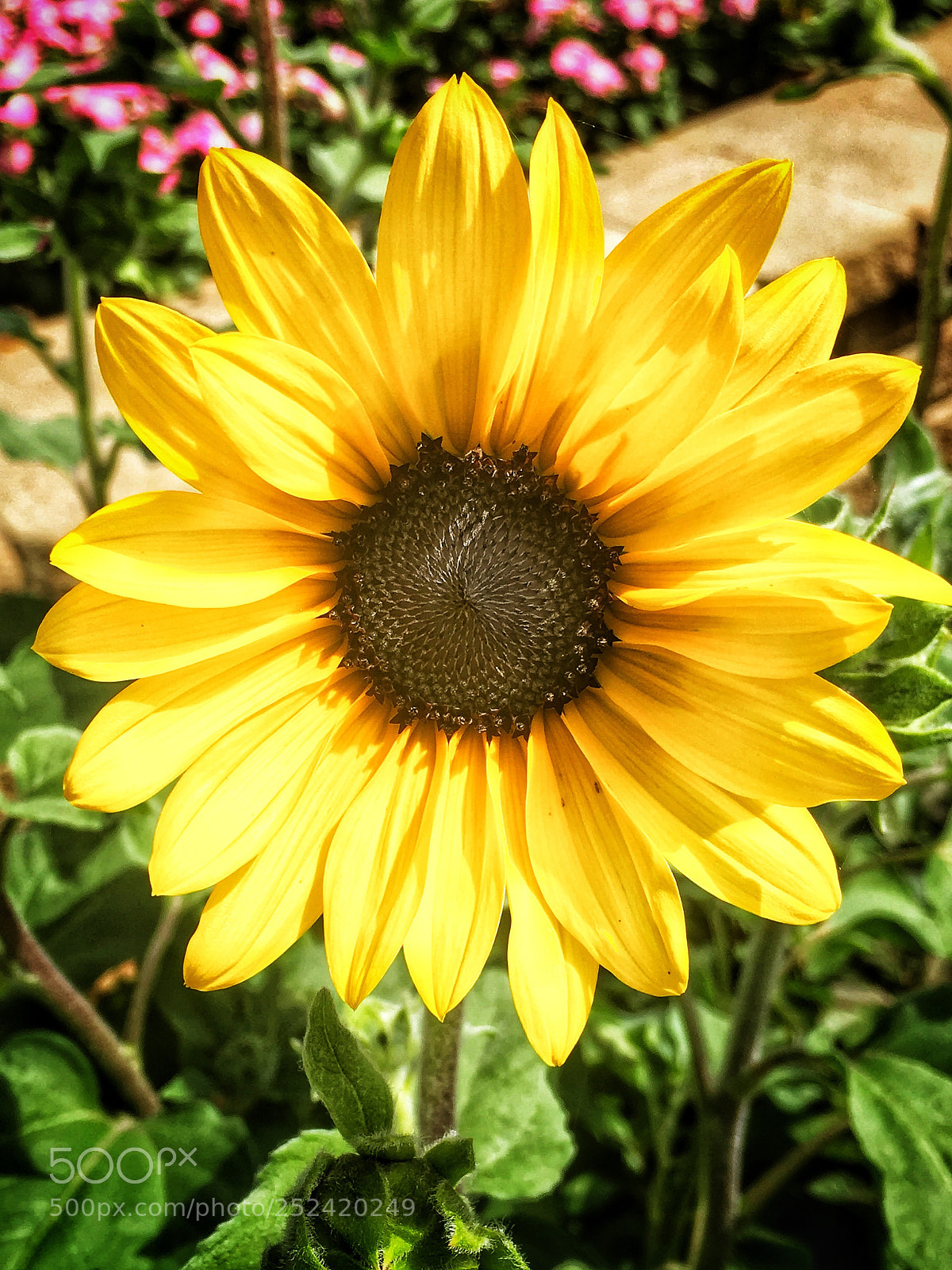Apple iPhone 6s sample photo. Sun flower photography