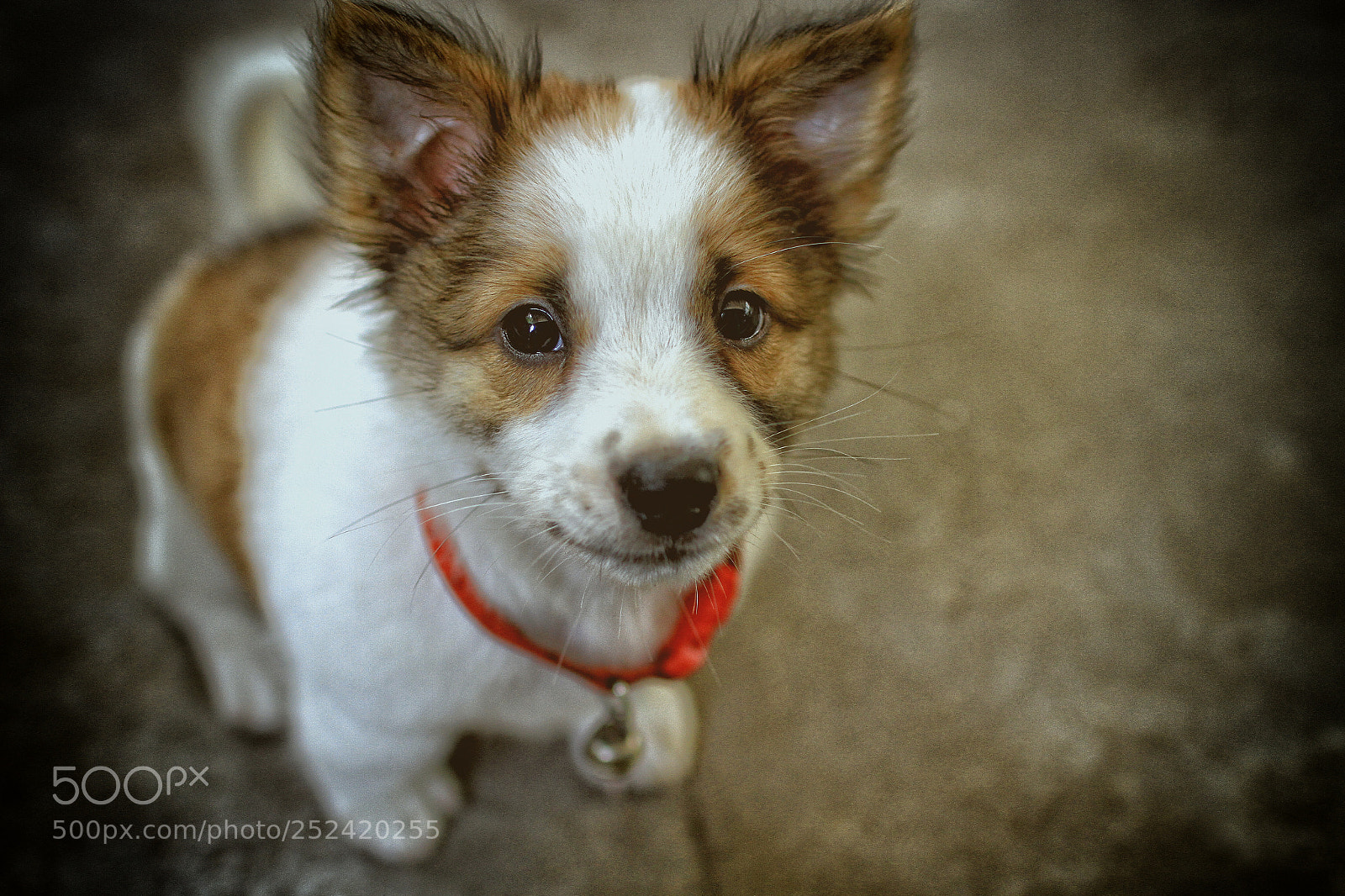 Canon EOS 7D sample photo. Cute dog photography