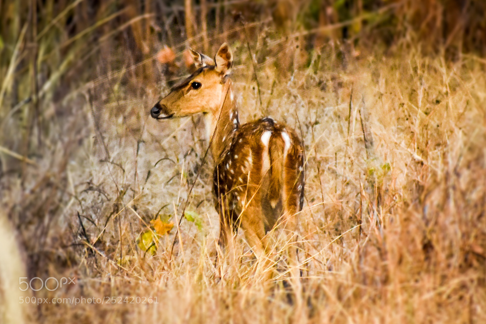 Nikon D3400 sample photo. Female chital photography