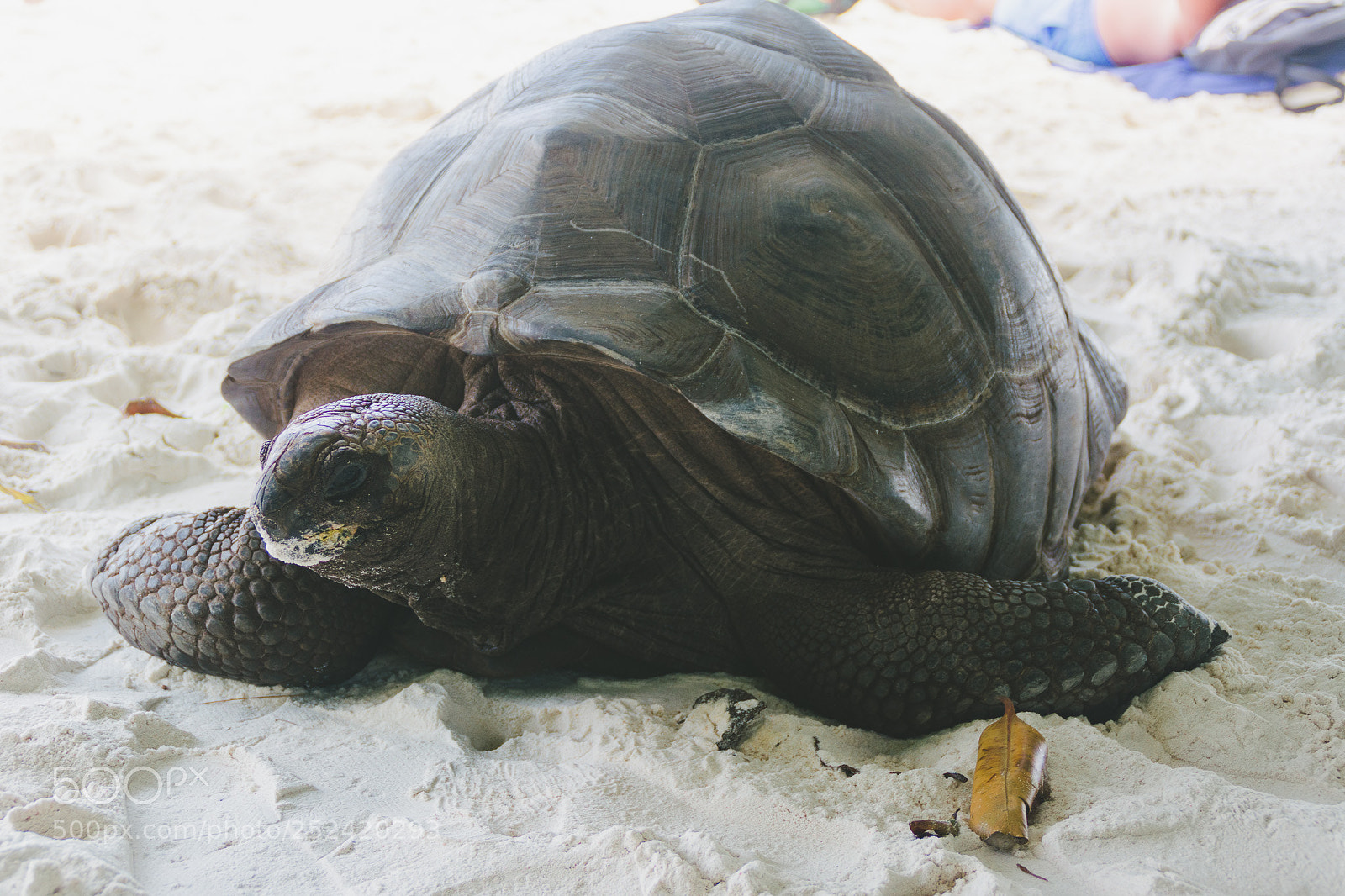 Nikon D5200 sample photo. Giant turtle photography