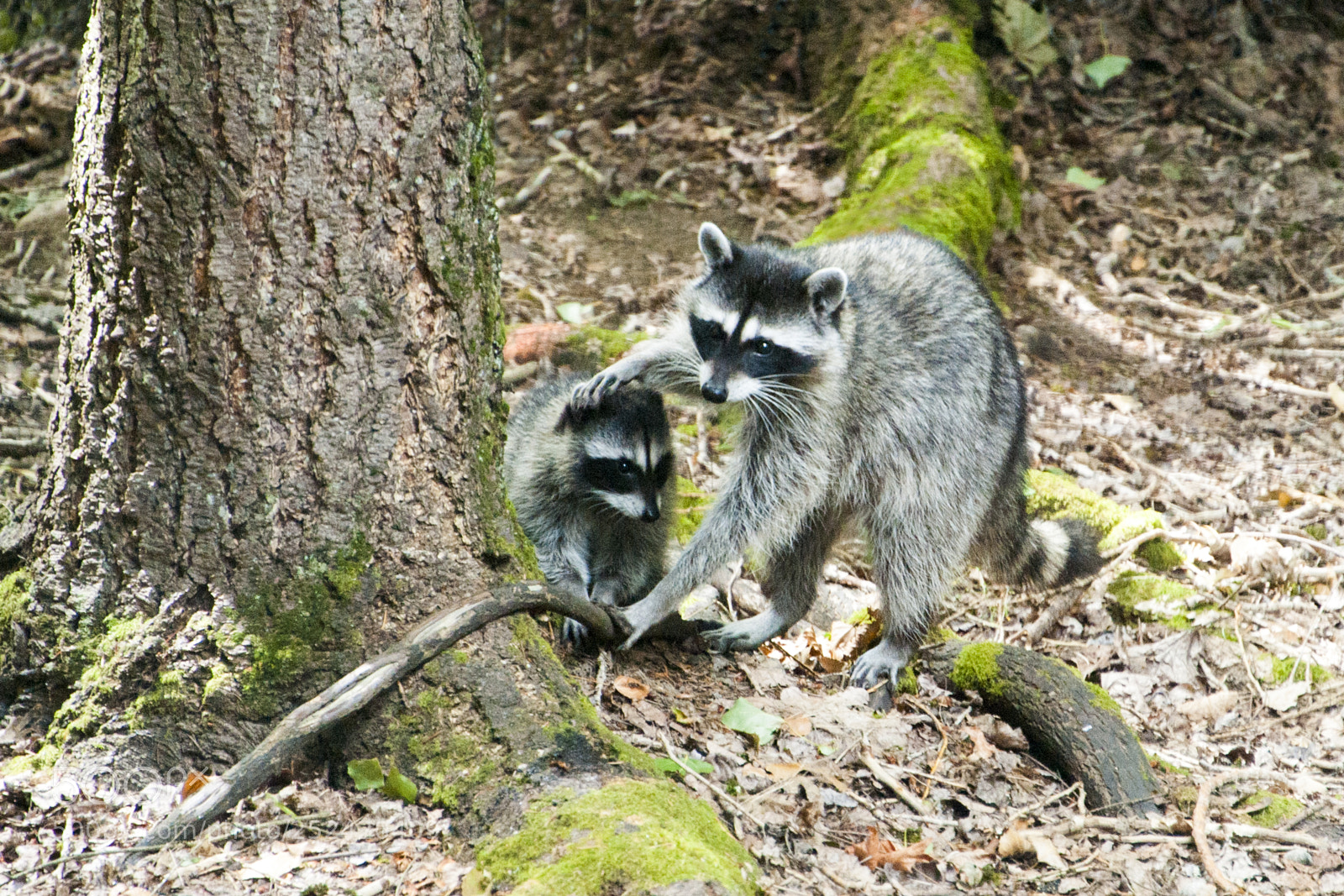 Nikon D700 sample photo. Raccoons in the yard photography