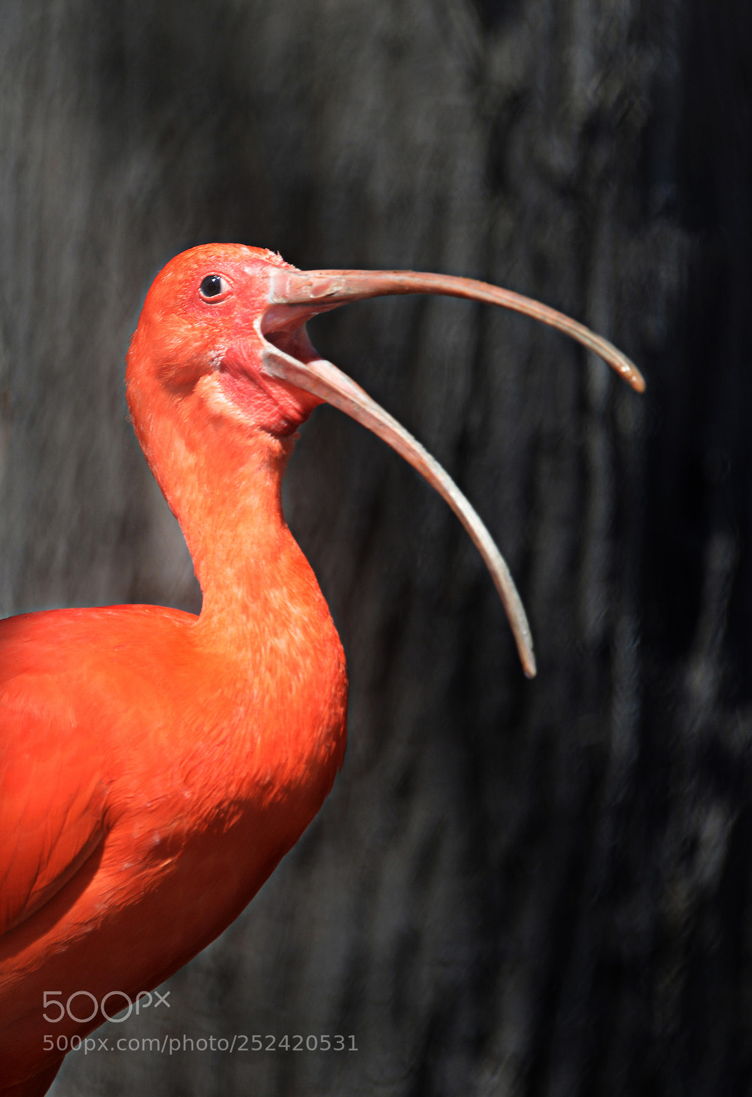 Nikon D800 sample photo. Scarlet ibis photography