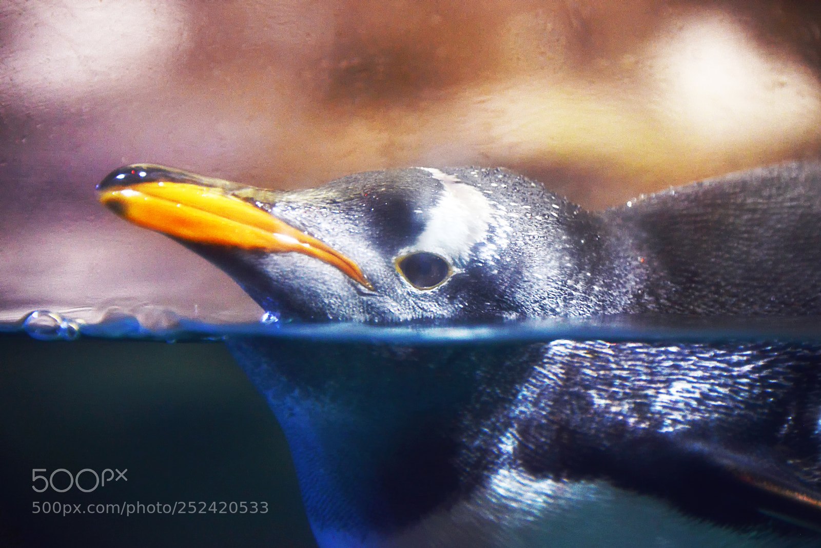 Nikon D800 sample photo. Penguin photography