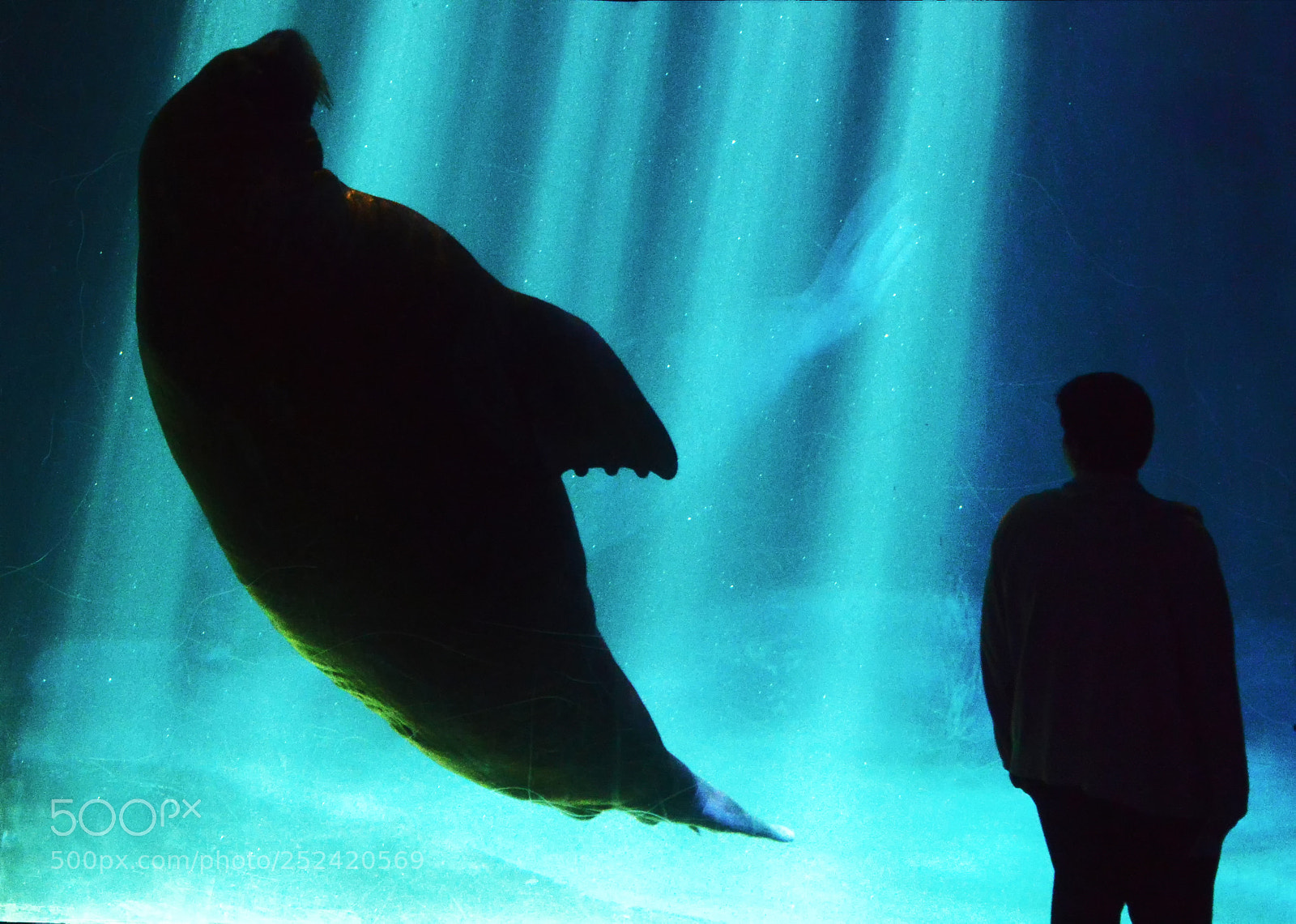 Nikon D800 sample photo. Aquarium photography