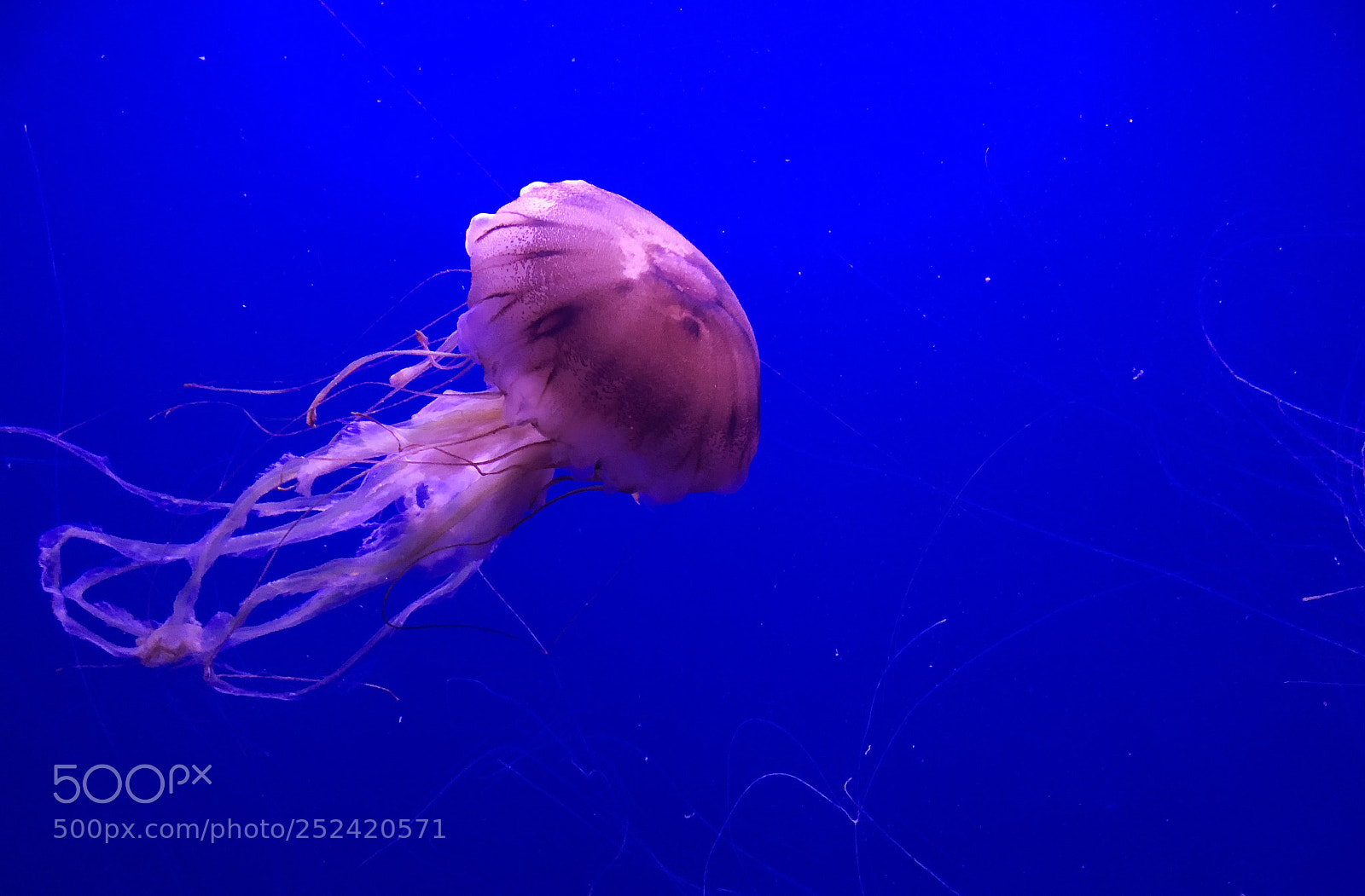 Apple iPhone X sample photo. Medusa photography