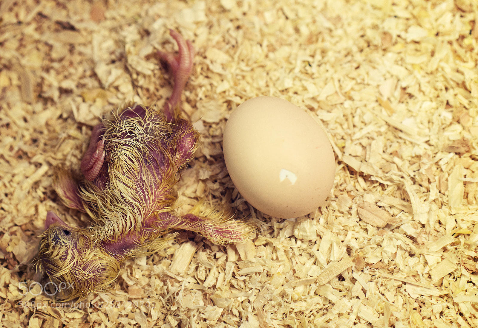 Panasonic Lumix DMC-GH3 sample photo. Chick photography