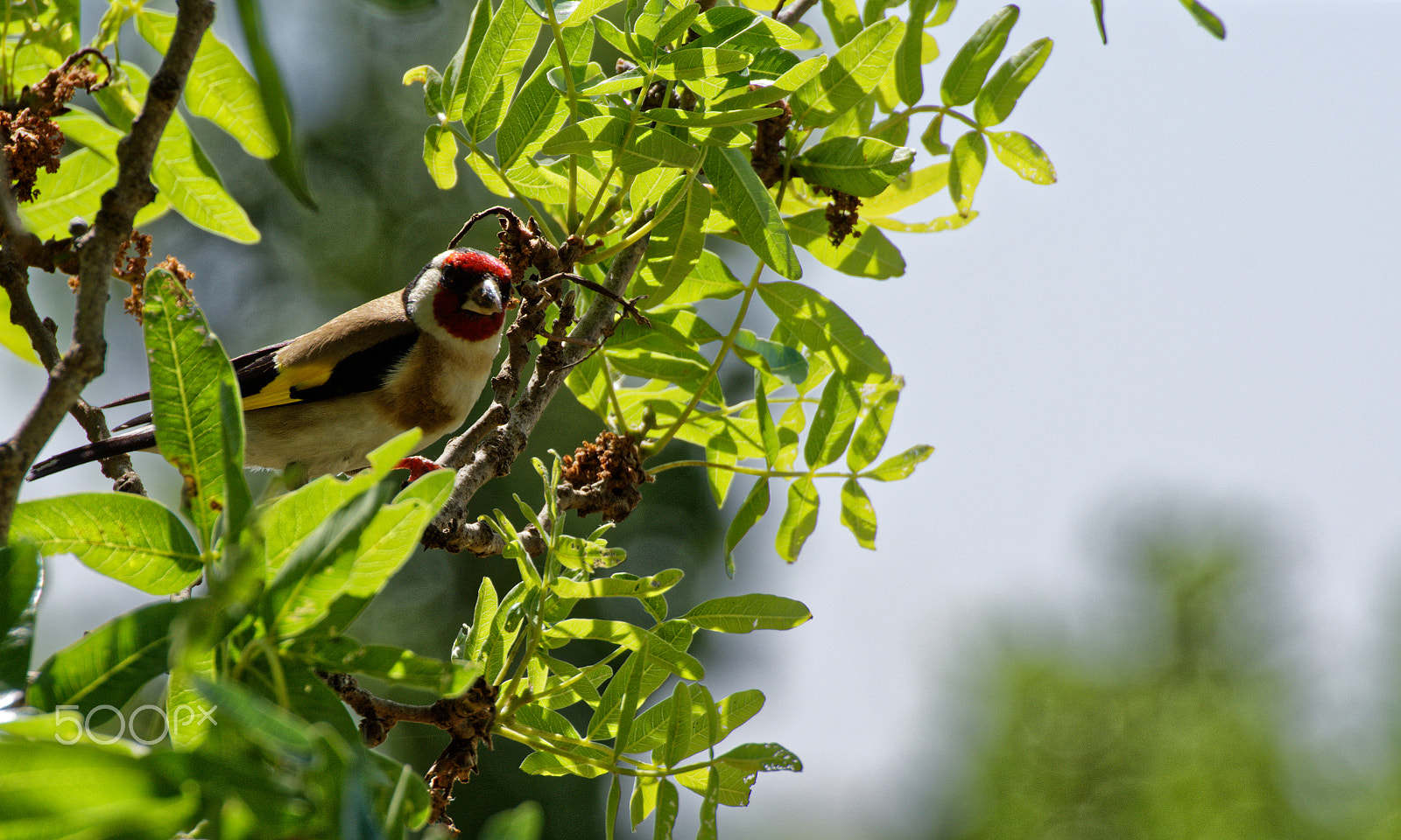 Nikon D7200 sample photo. Bird photography