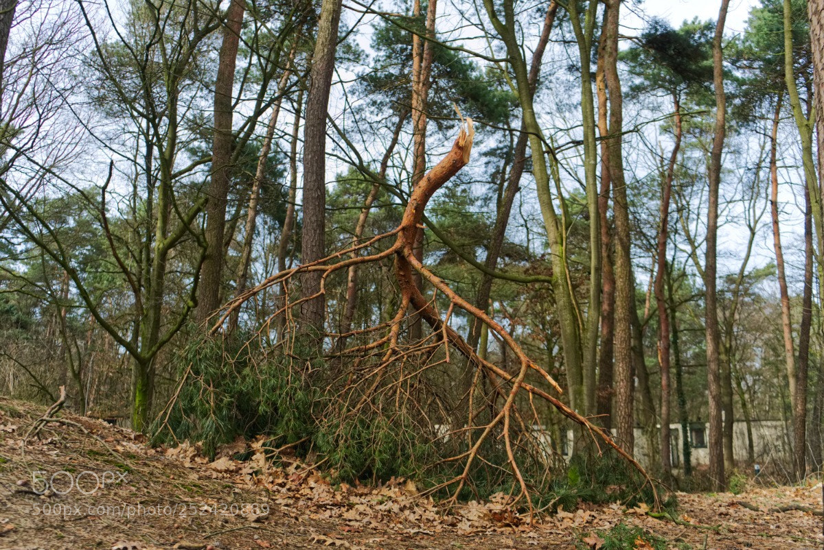 Sony a7 II sample photo. 31 /365  photography