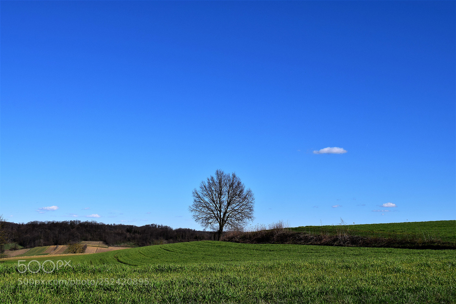 Nikon D3300 sample photo. Stablo na međi photography