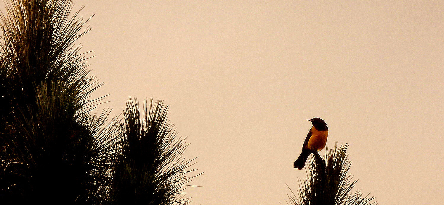 Fujifilm FinePix SL1000 sample photo. Bird .... photography