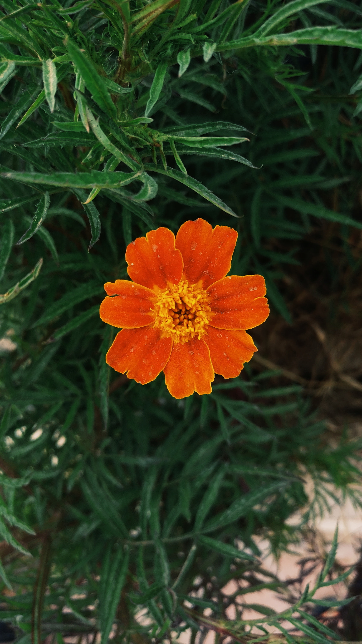 OnePlus A3010 sample photo. Flower /زهره ⁦🏵️⁩ photography