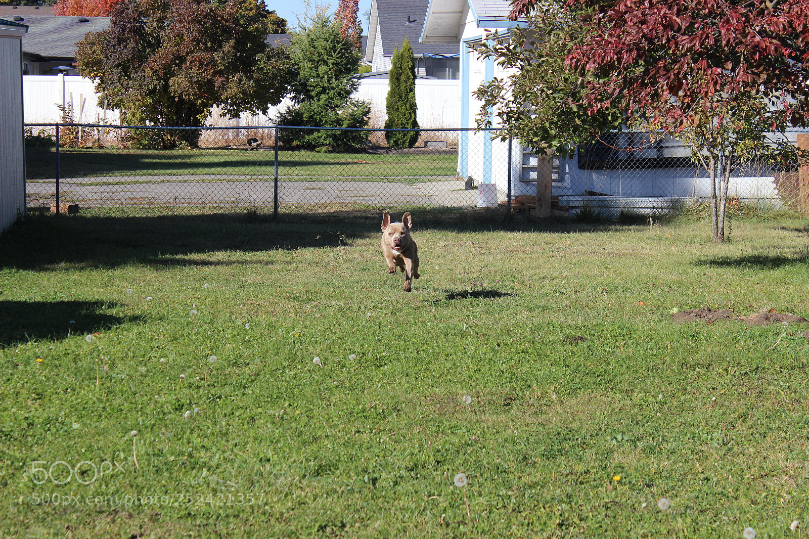 Canon EOS 600D (Rebel EOS T3i / EOS Kiss X5) sample photo. Ears up photography