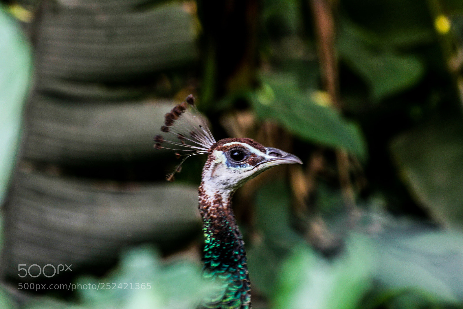 Canon EOS 60D sample photo. Peacock photography