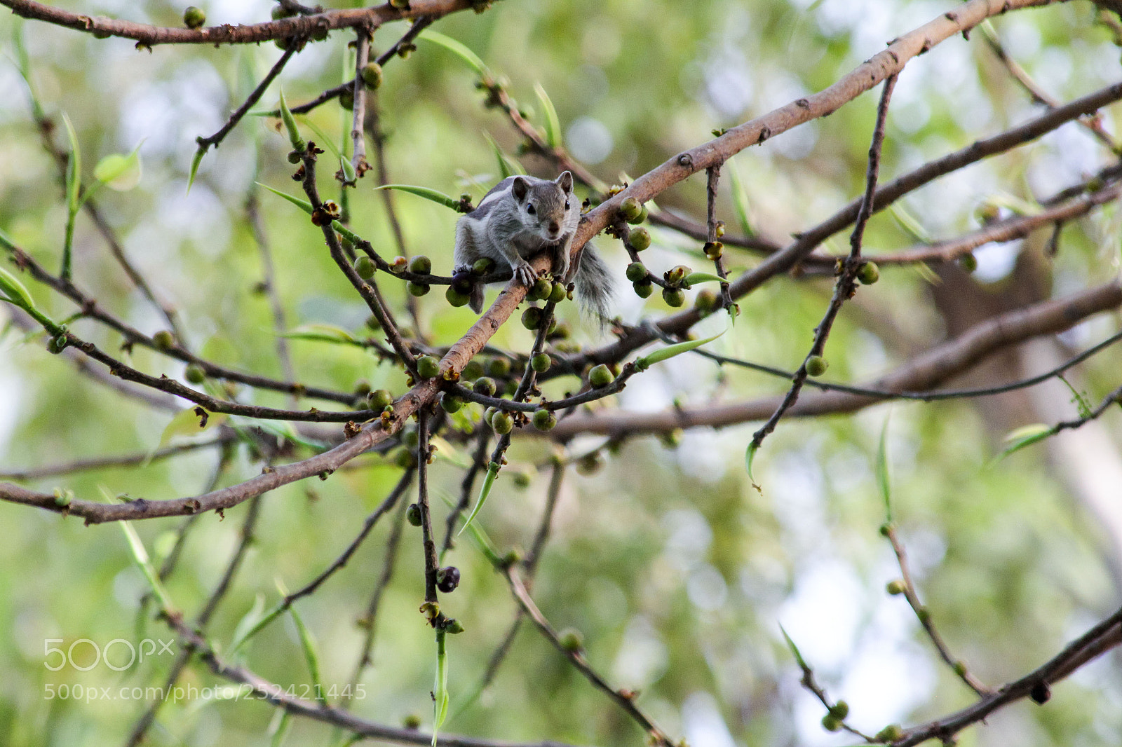 Canon EOS 60D sample photo. Wiewiorka photography