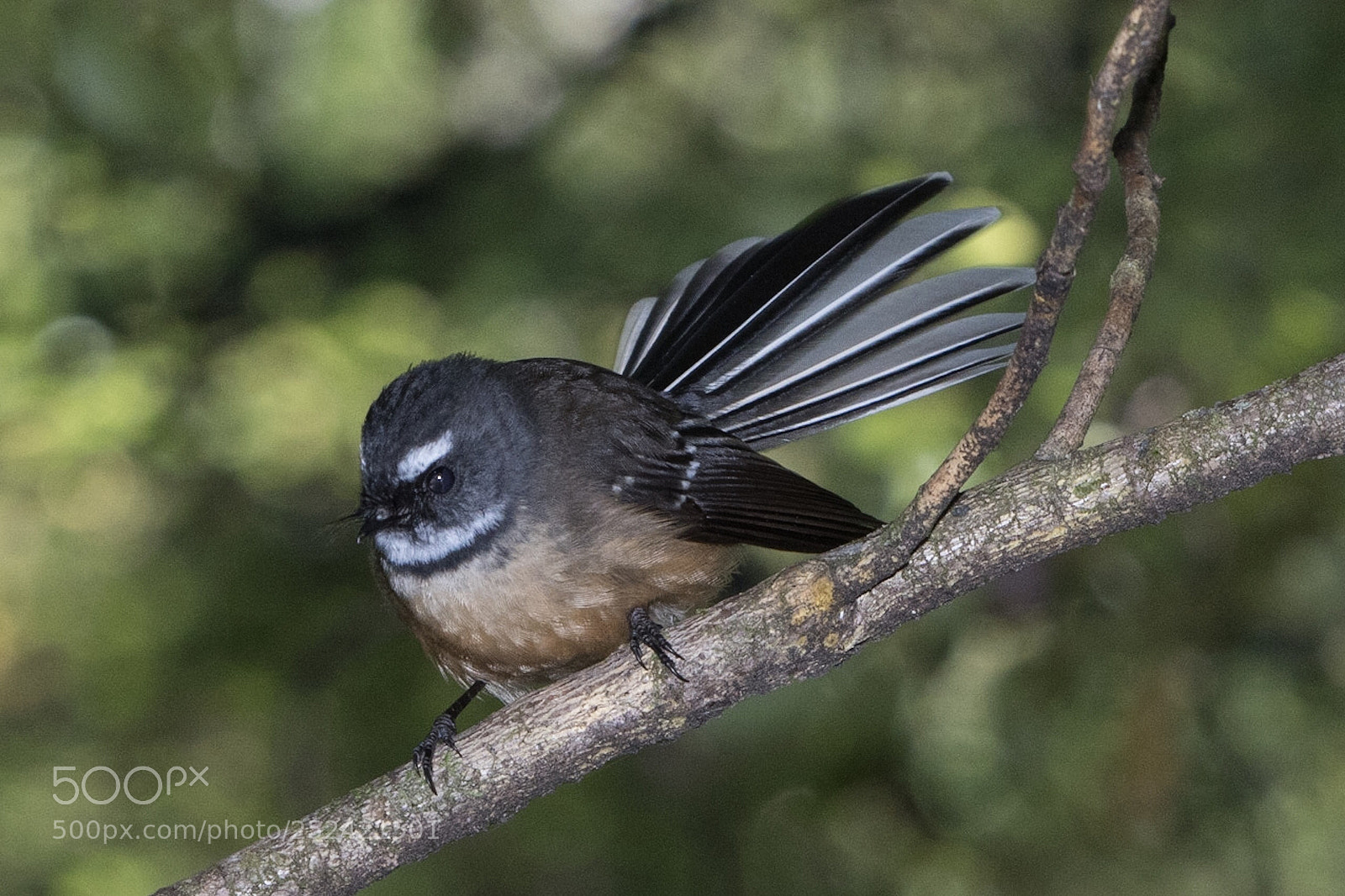 Nikon D500 sample photo. Fantail piwakawaka rhipidura fuliginosa photography