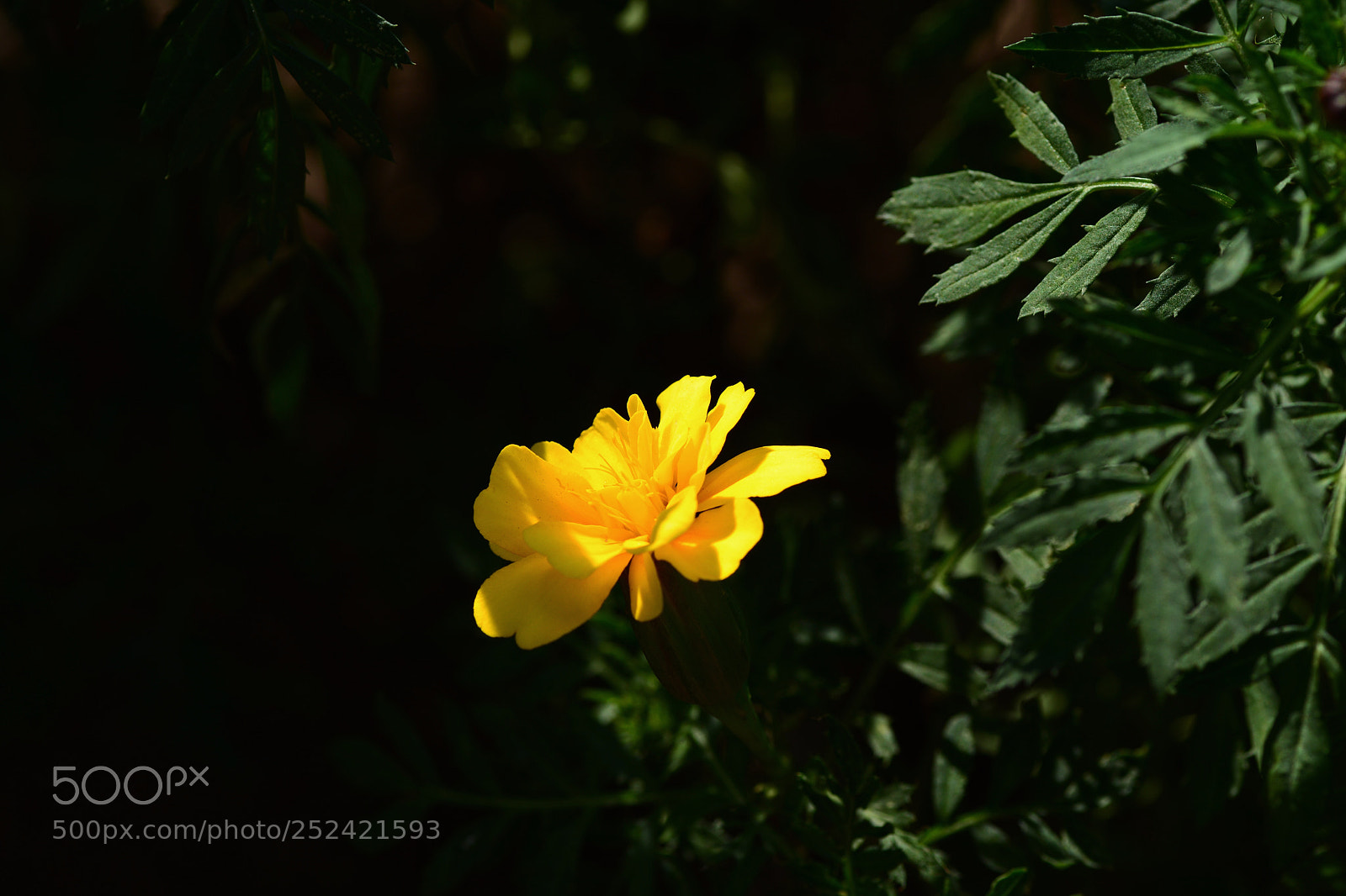Nikon D7100 sample photo. Neaplsva photography