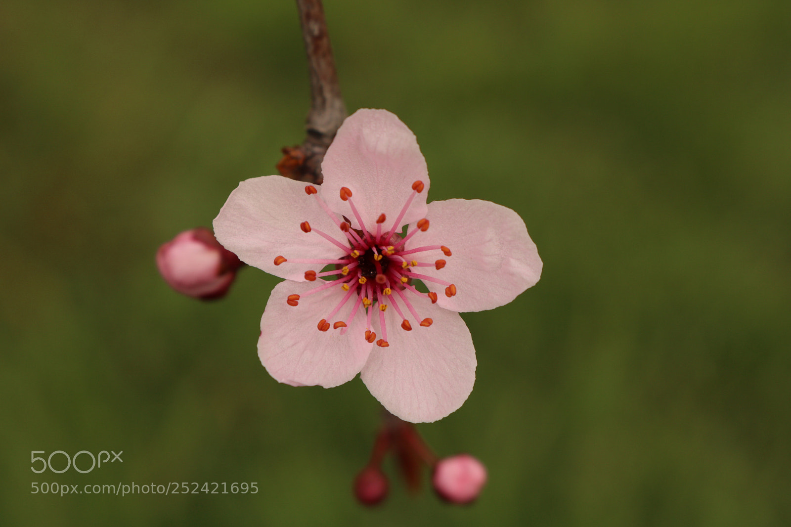 Canon EOS 750D (EOS Rebel T6i / EOS Kiss X8i) sample photo. Flower in pink photography