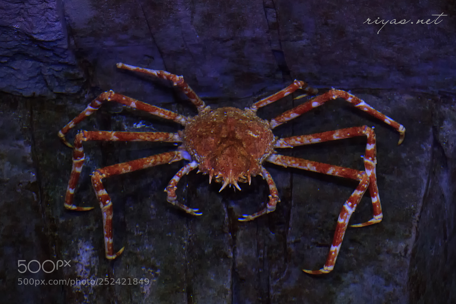 Canon EOS 60D sample photo. Japanese spider crab photography