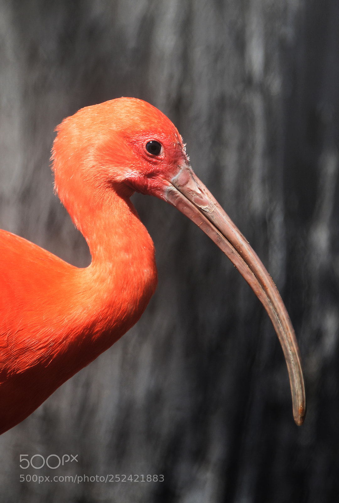 Nikon D800 sample photo. Scarlet ibis eudocimus ruber photography