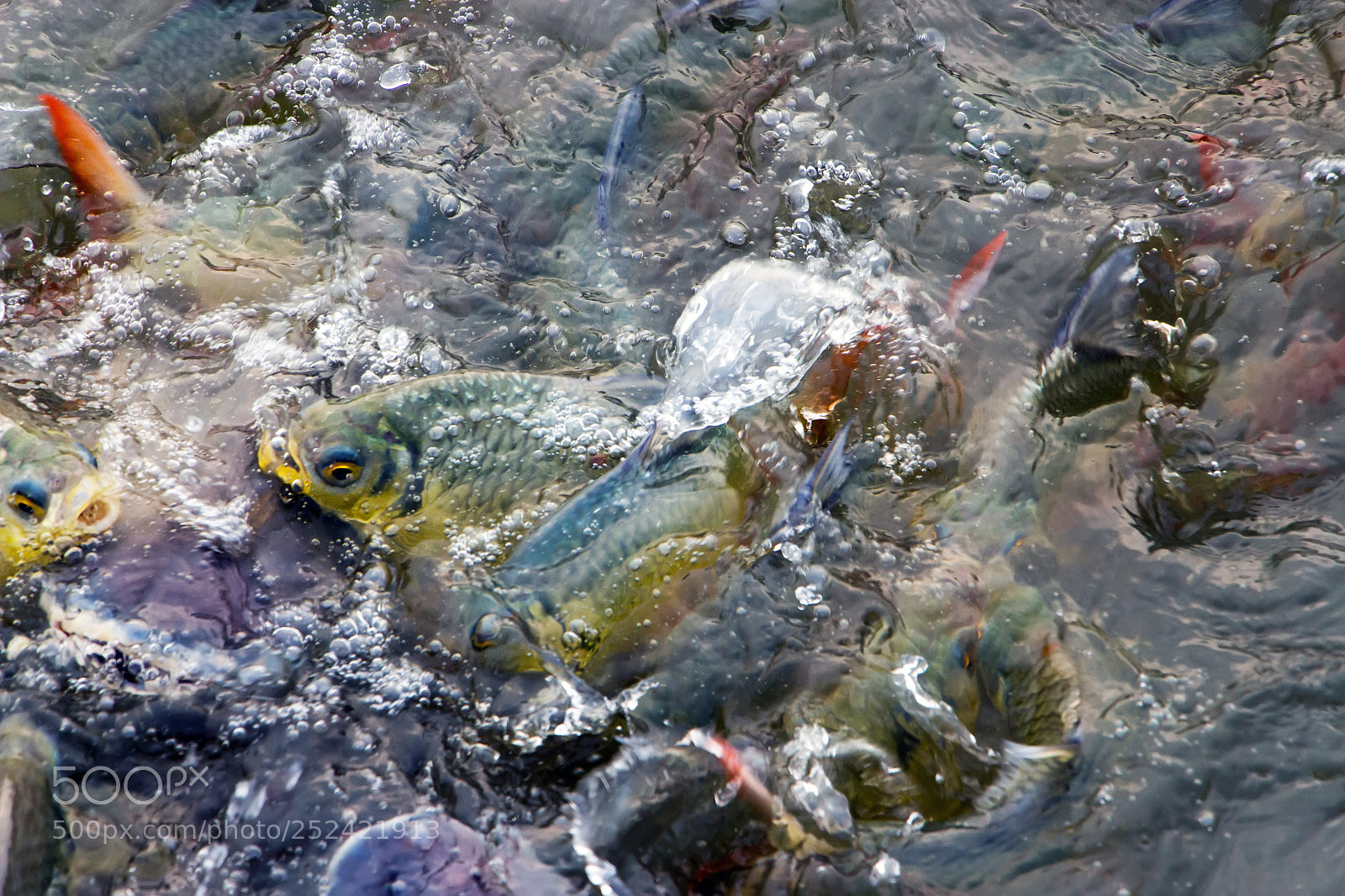 Canon EOS 700D (EOS Rebel T5i / EOS Kiss X7i) sample photo. Rad tail and pangasius photography
