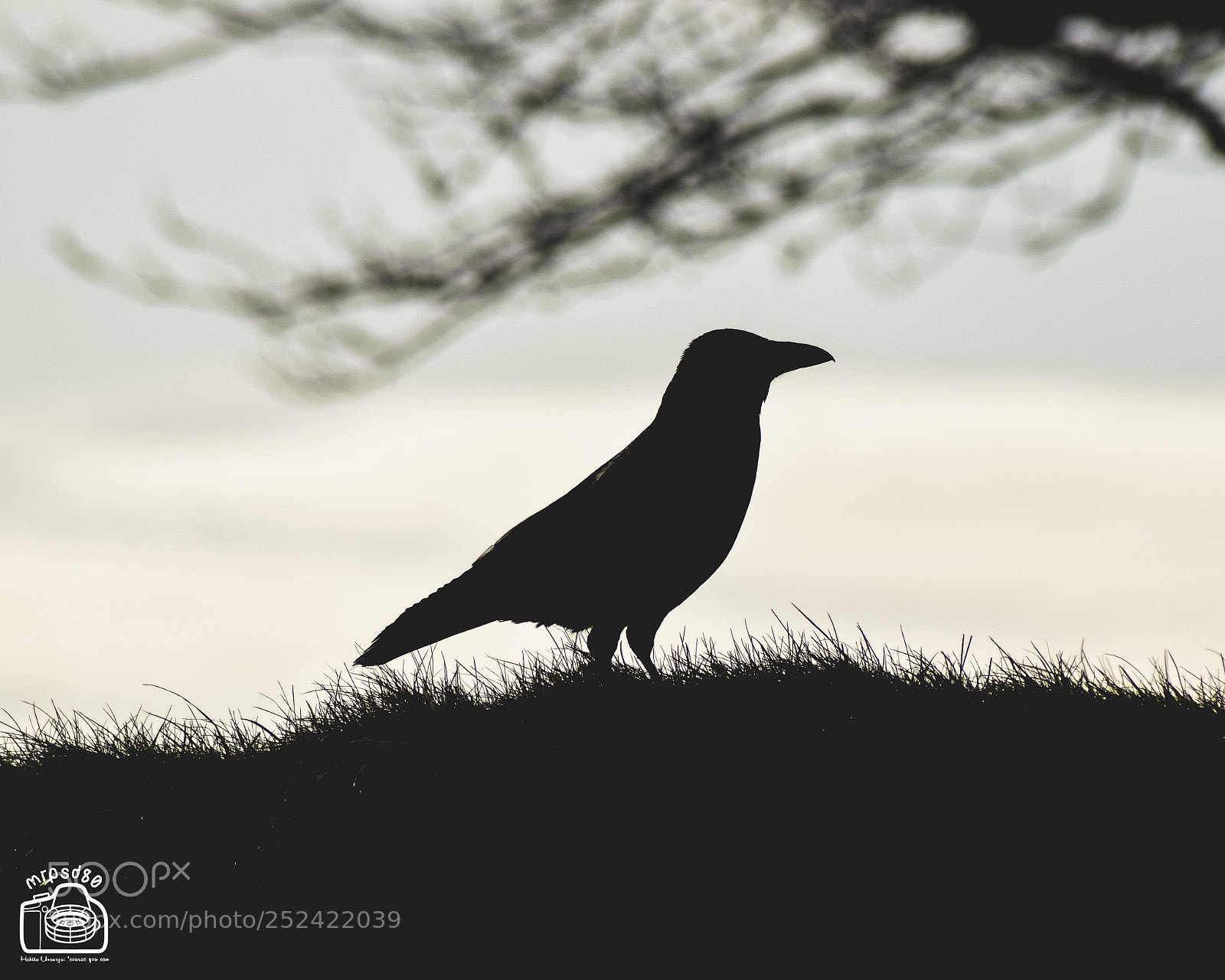 Nikon D3300 sample photo. B is for ... bird photography