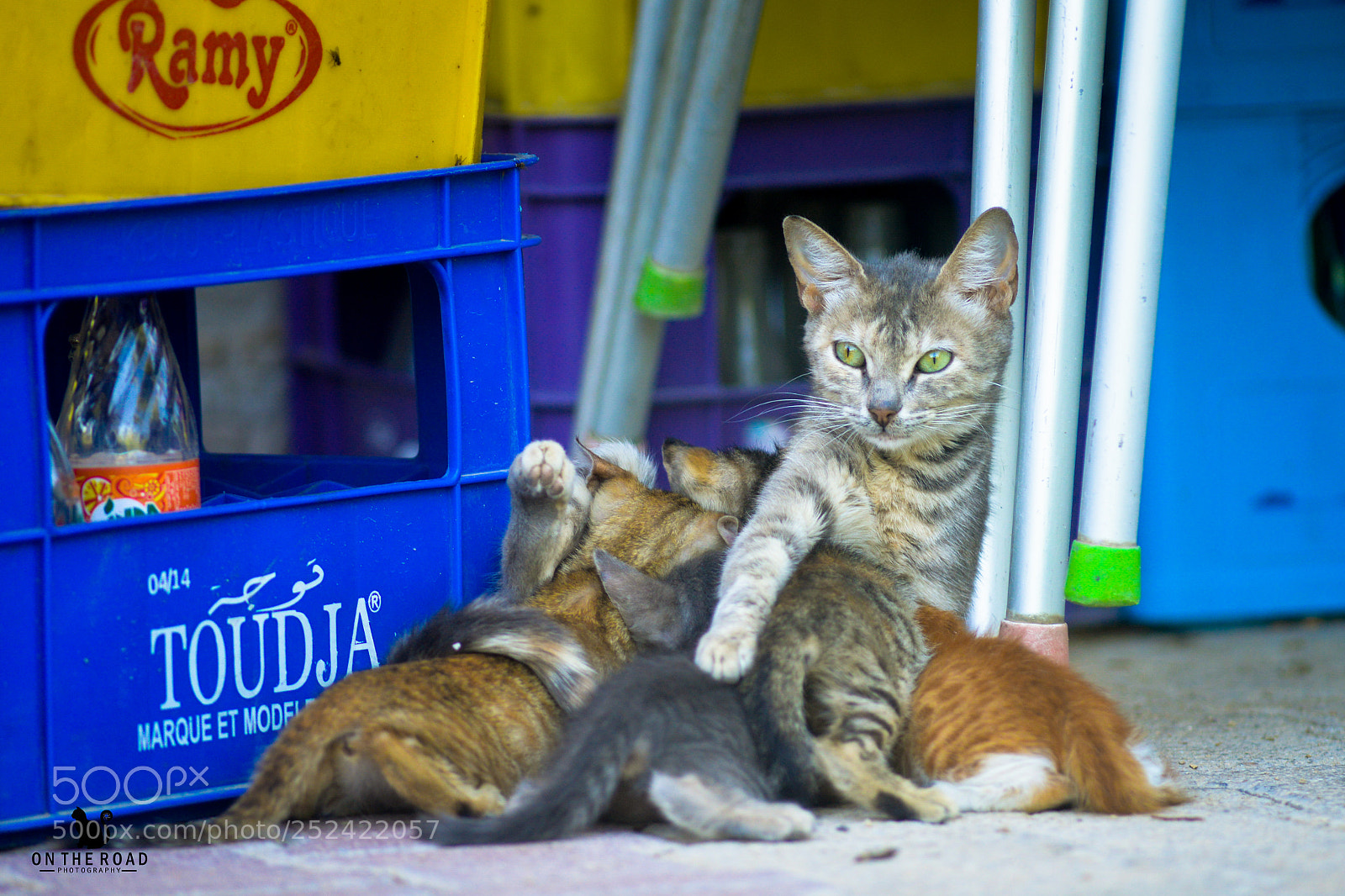 Nikon D800 sample photo. Mama photography
