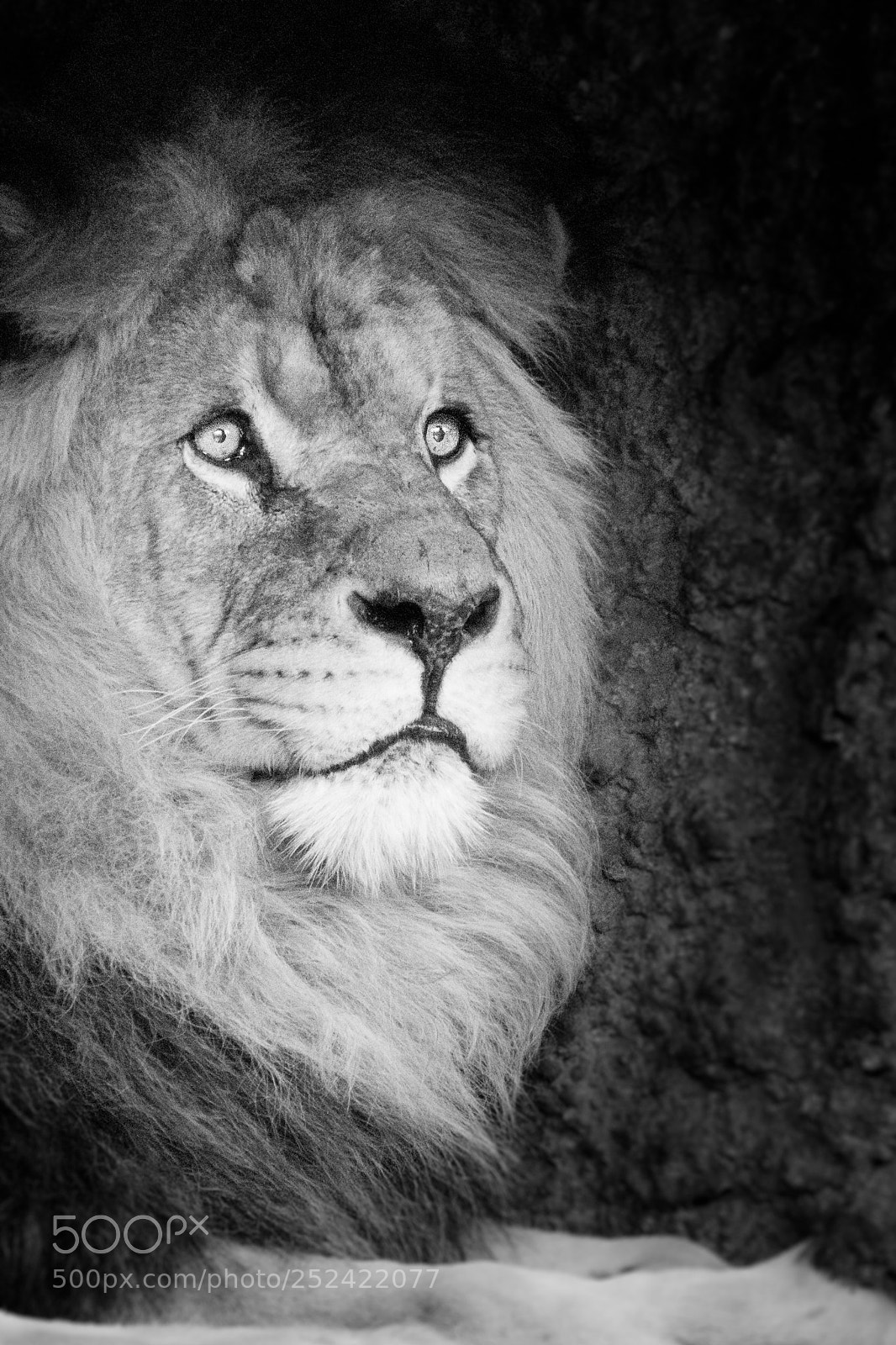 Canon EOS 750D (EOS Rebel T6i / EOS Kiss X8i) sample photo. The asiatic lion photography