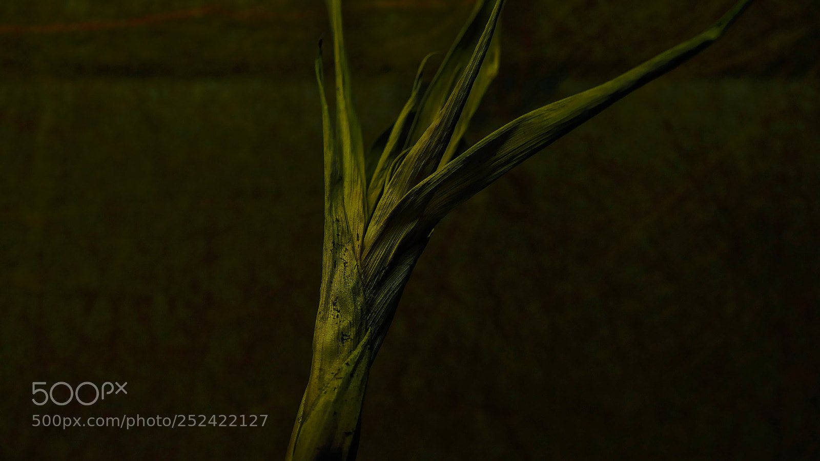 Panasonic Lumix DMC-GH4 sample photo. Planta photography