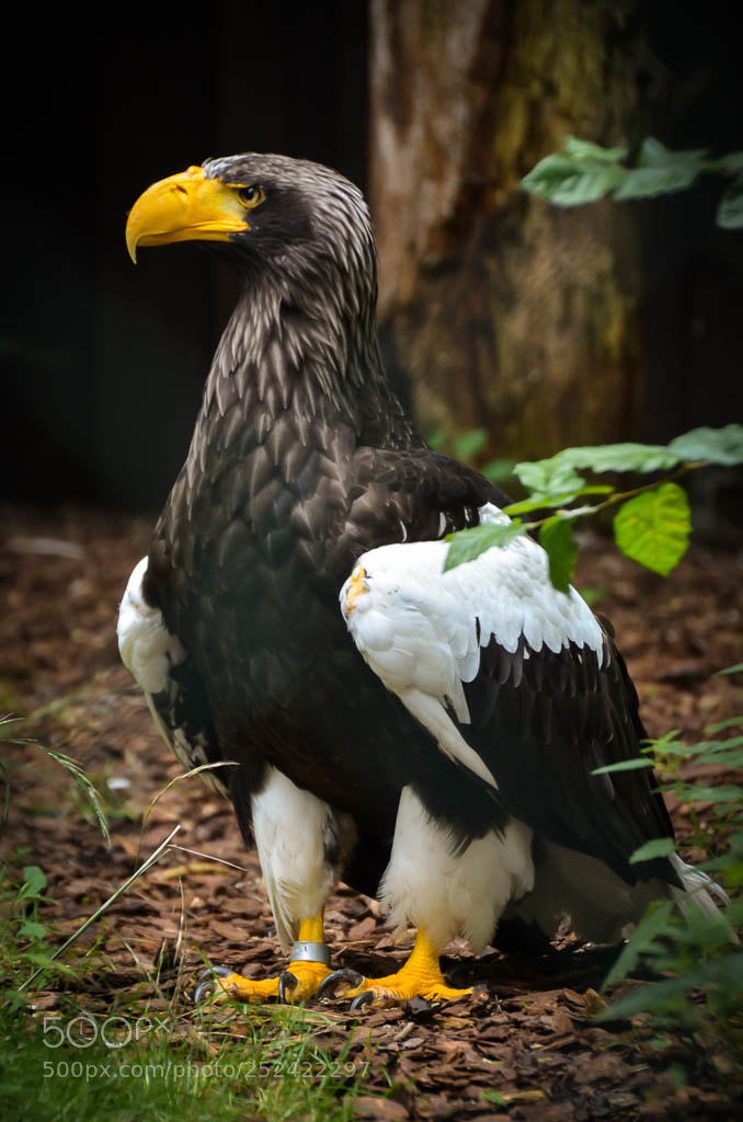 Nikon D5100 sample photo. Weltvogelpark photography