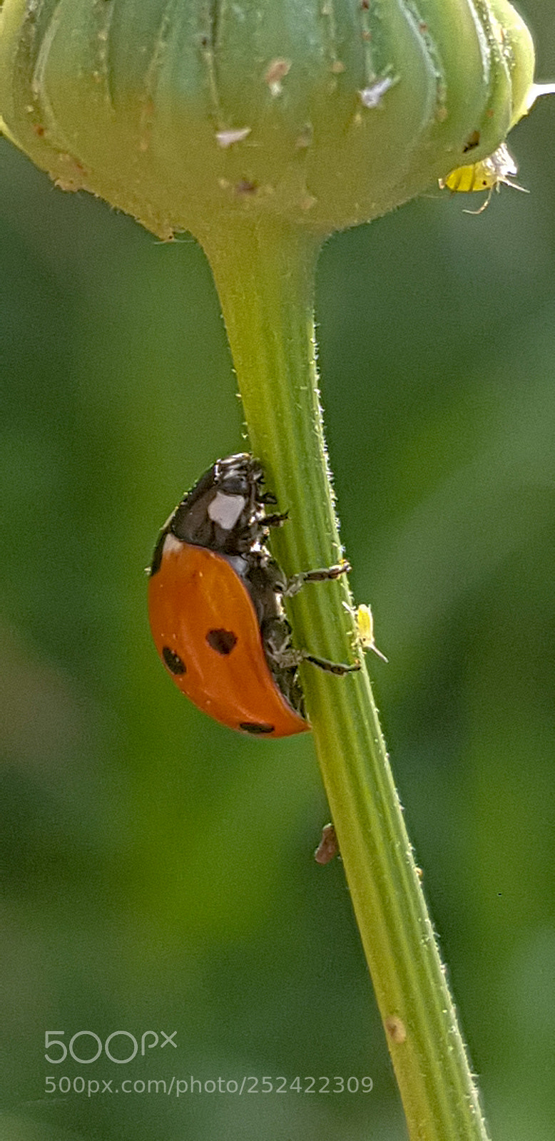 Samsung Galaxy S8+ sample photo. Lady bird photography