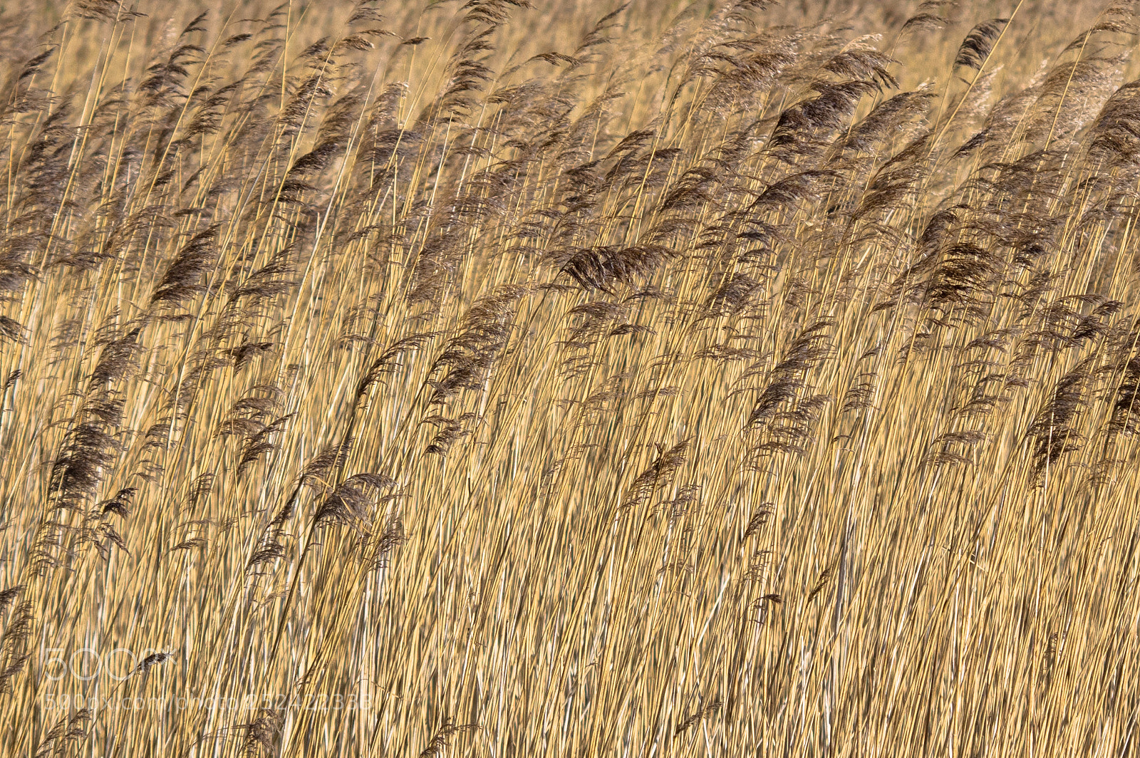 Pentax K-3 sample photo. Reed beds photography