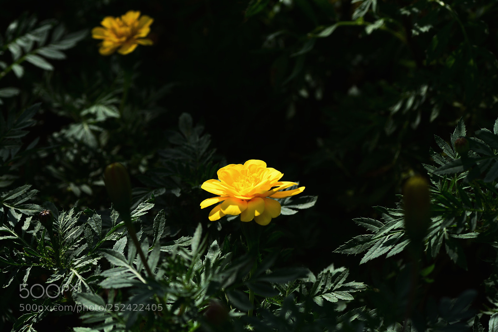 Nikon D7100 sample photo. Klglnna photography