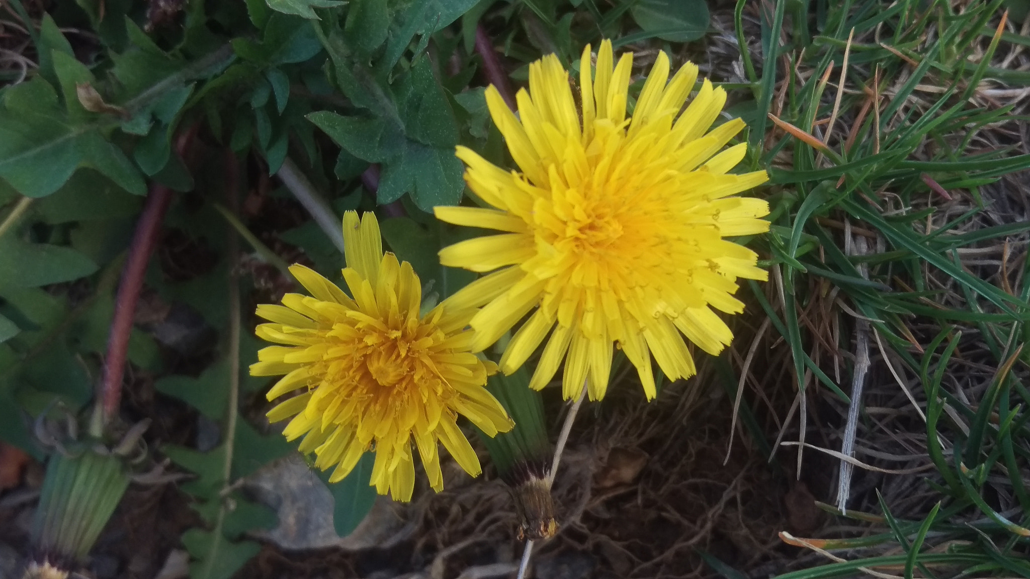 HTC ONE M9 sample photo. A friendship in yellow photography