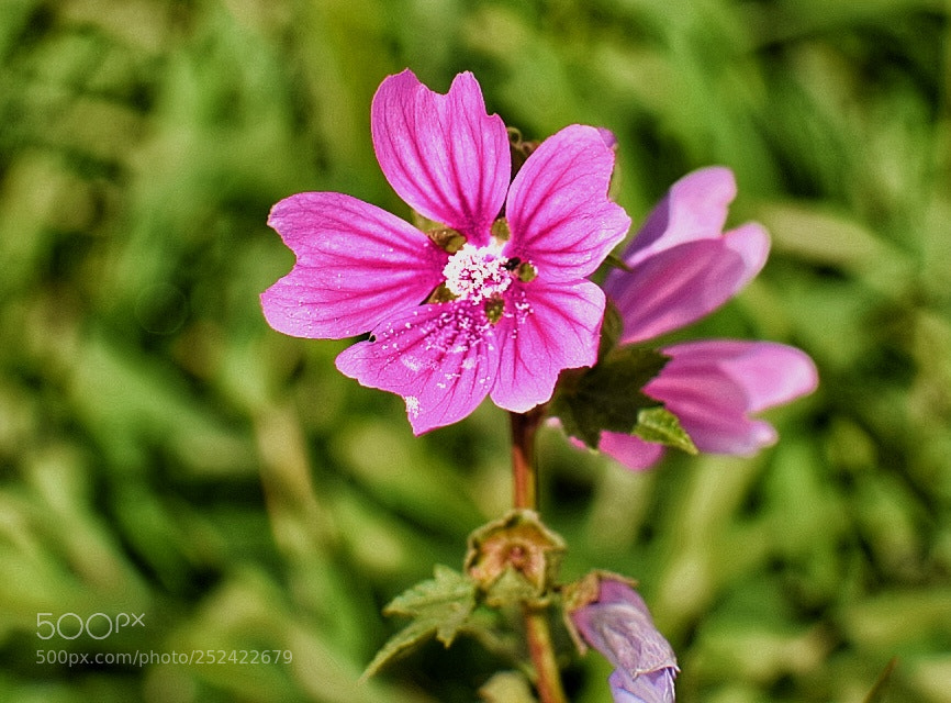 Nikon D5300 sample photo. A bloom of joy photography