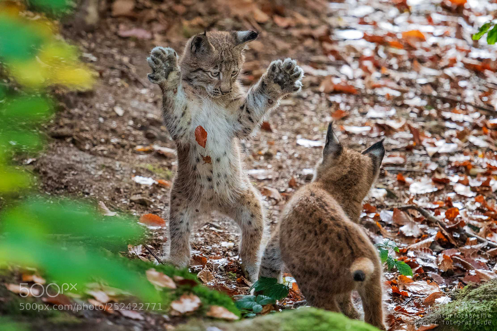Nikon D500 sample photo. Lynx puppies playing photography