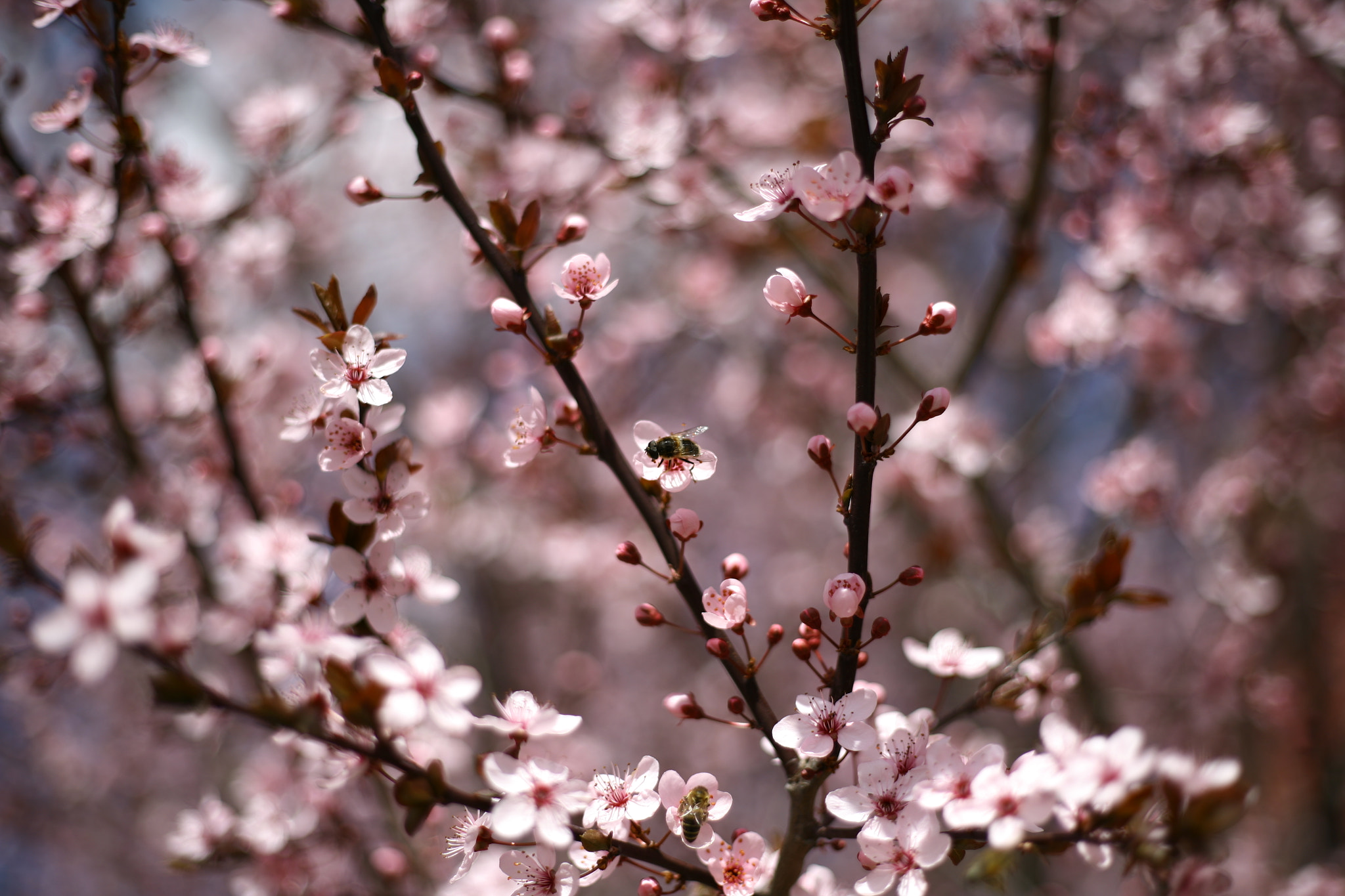 Canon EOS 5D + Canon EF 50mm F1.8 STM sample photo. Spring is in the air :) photography