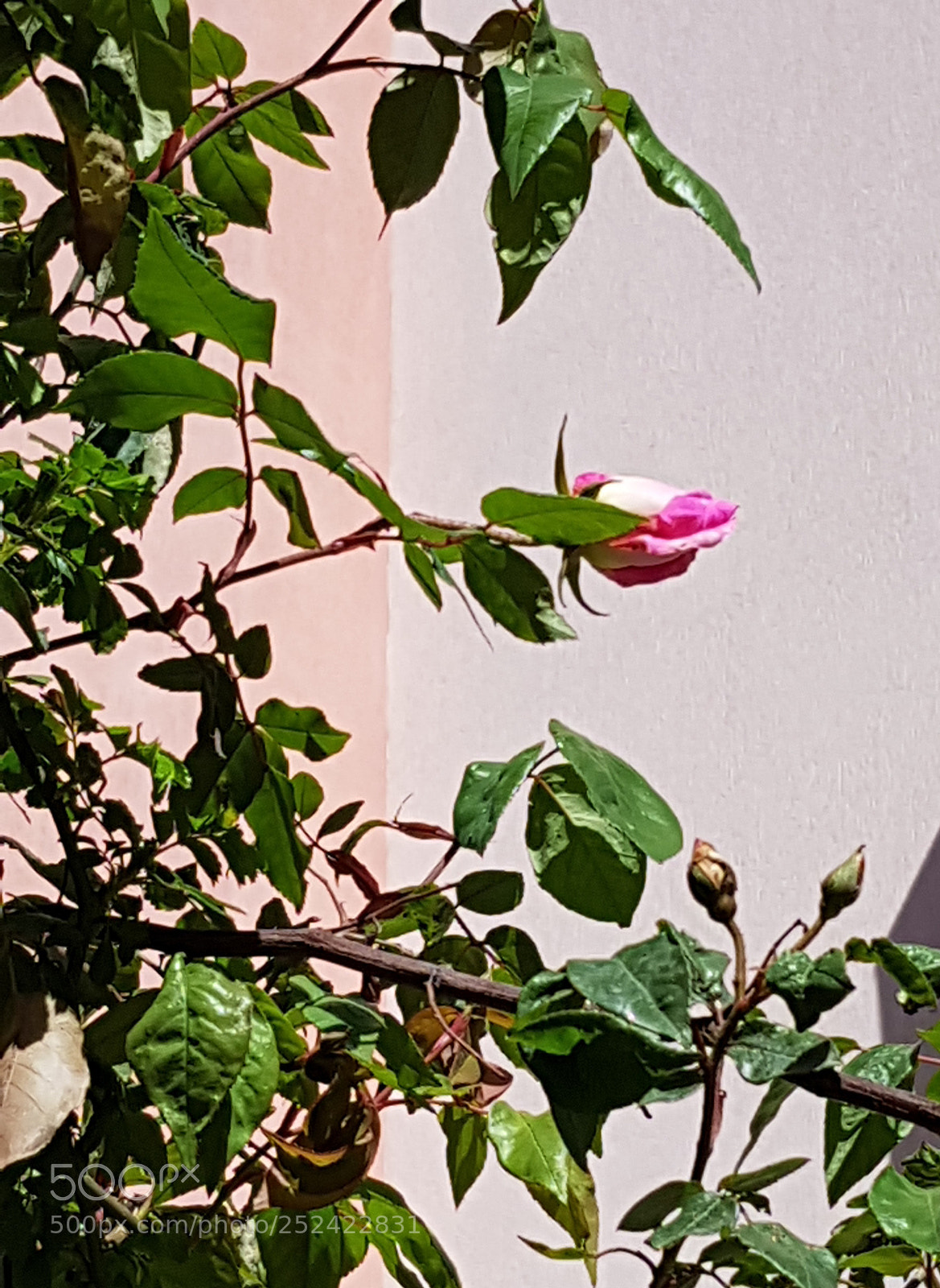 Samsung Galaxy S8 sample photo. Roses blossom photography