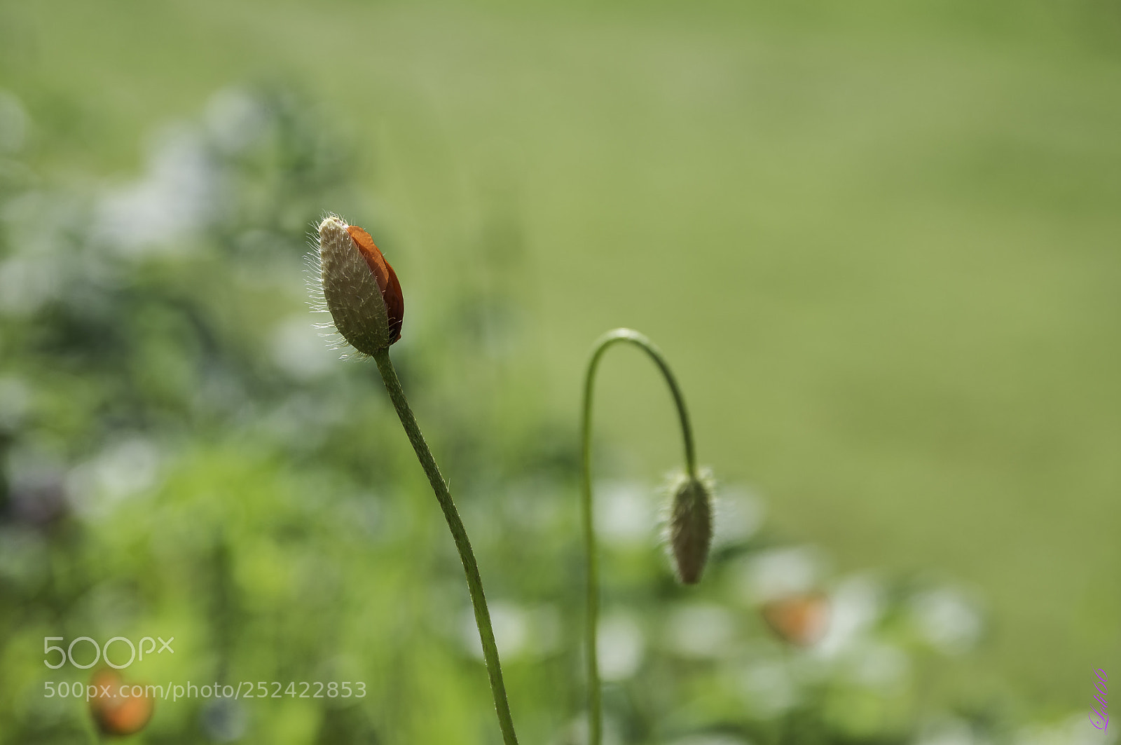 Nikon D7200 sample photo. Amapola photography