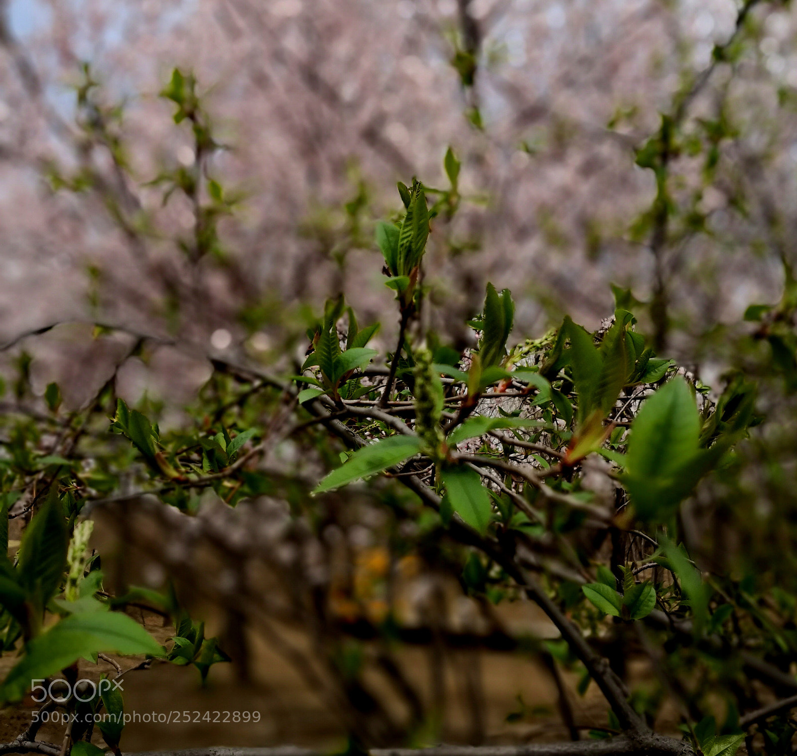 HUAWEI Mate 10 sample photo. 北方初春 photography