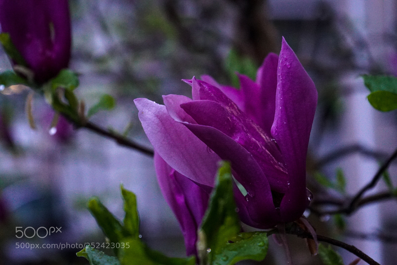 Sony a7S sample photo. Untitled photography