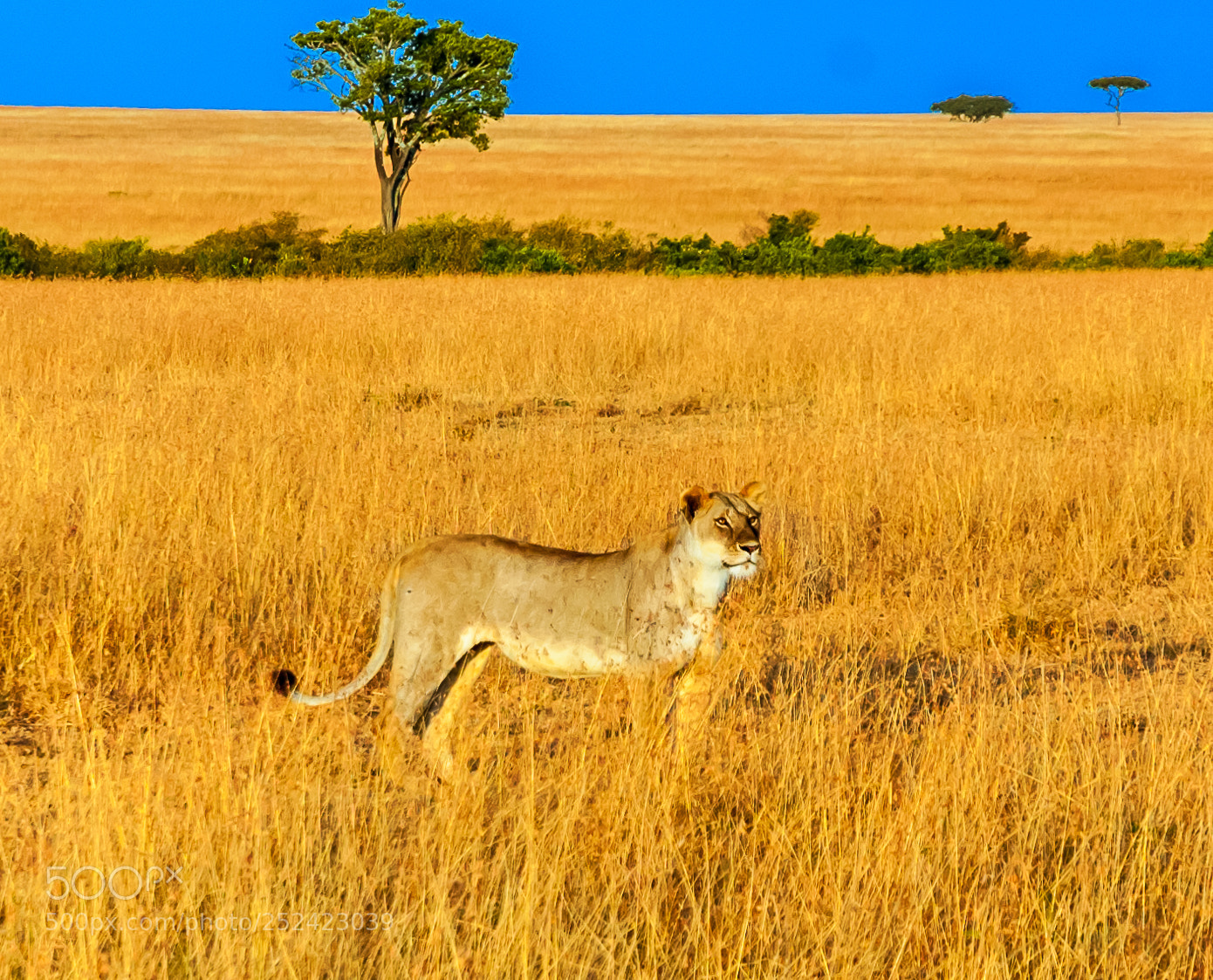 Nikon D70 sample photo. The habitat of masai photography