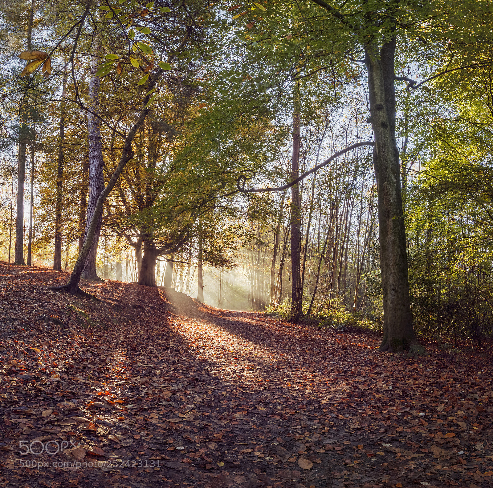 Canon EOS 5D Mark II sample photo. Walkies! photography