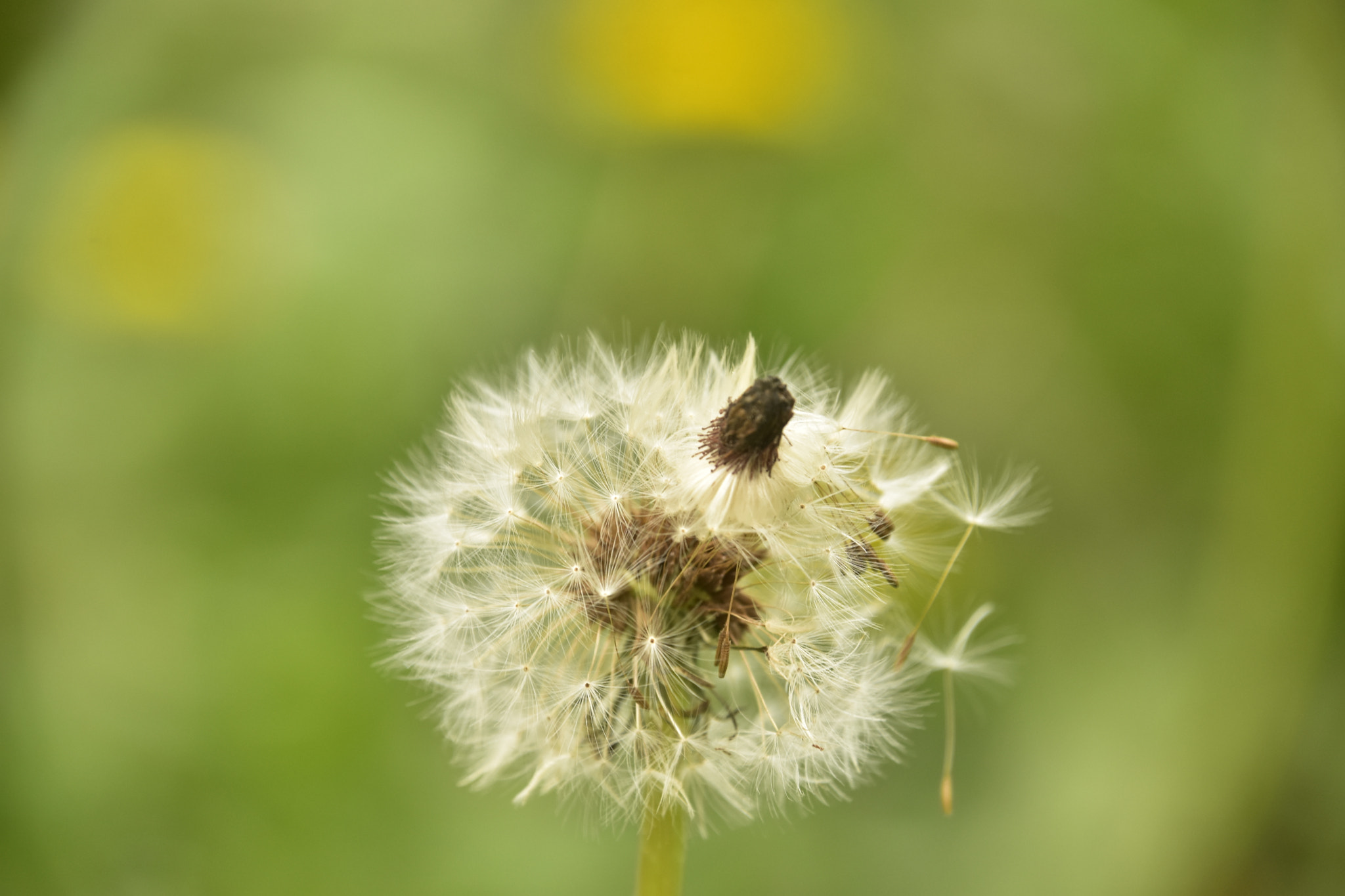Nikon D7200 sample photo. Dandelion photography